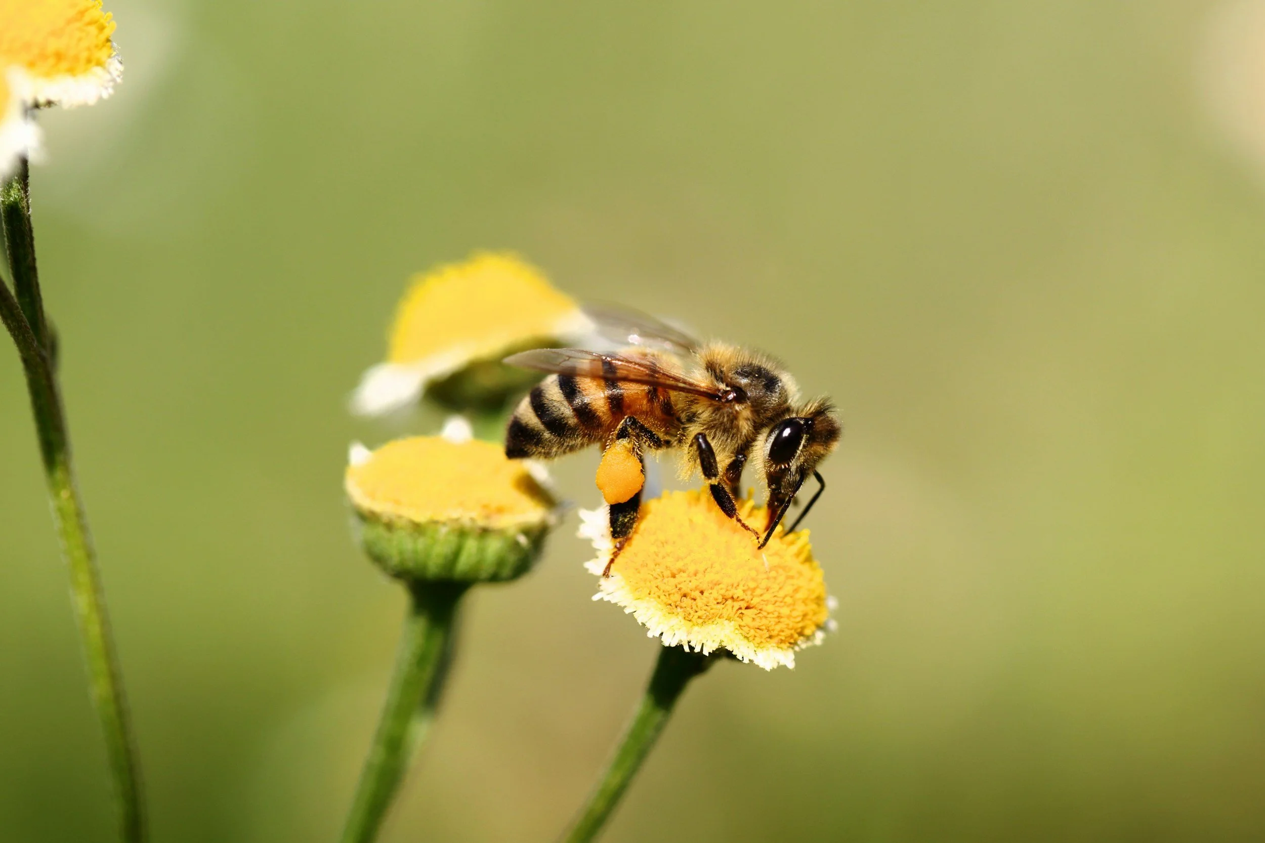Close-up of a honeybee collecting pollen from a yellow flower with a green background.