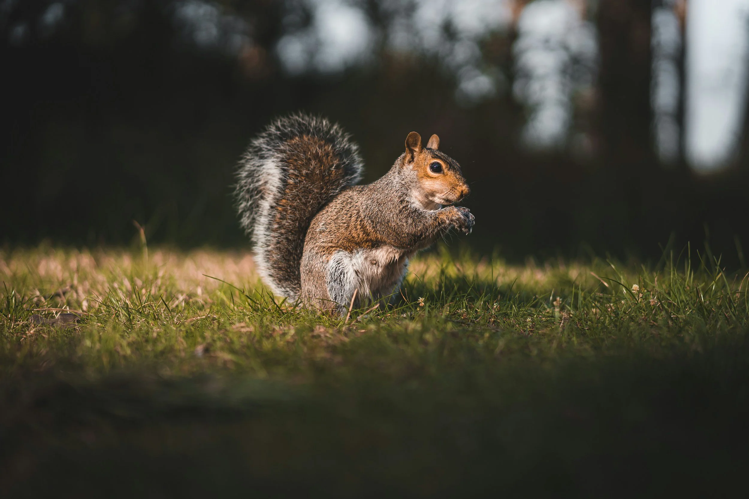 A squirrel sitting on the grass with a dark, blurry woodland background.