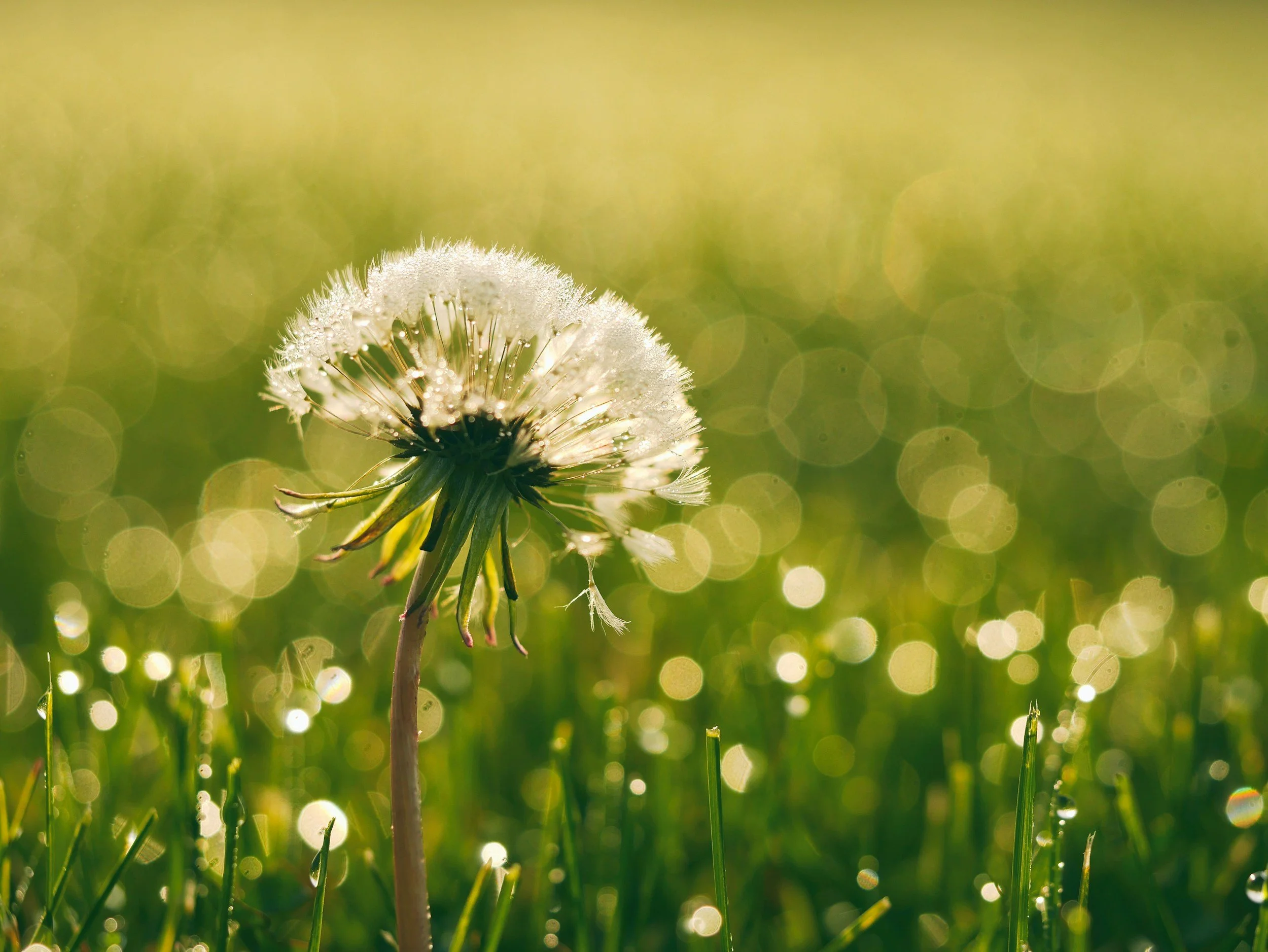 A close-up photo of a dandelion seed head with tiny water droplets, set against a green background with bokeh lighting effects.