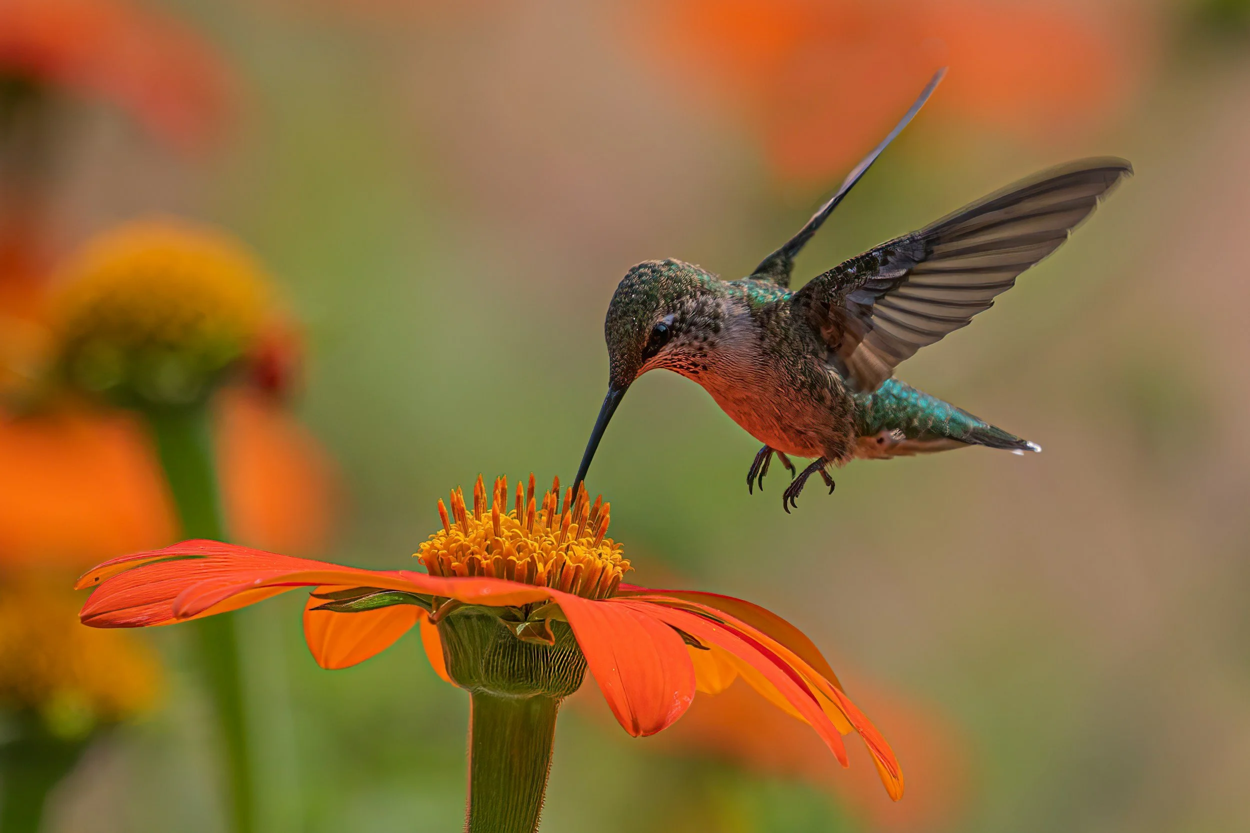 A hummingbird hovering near an orange flower with a blurred green background.