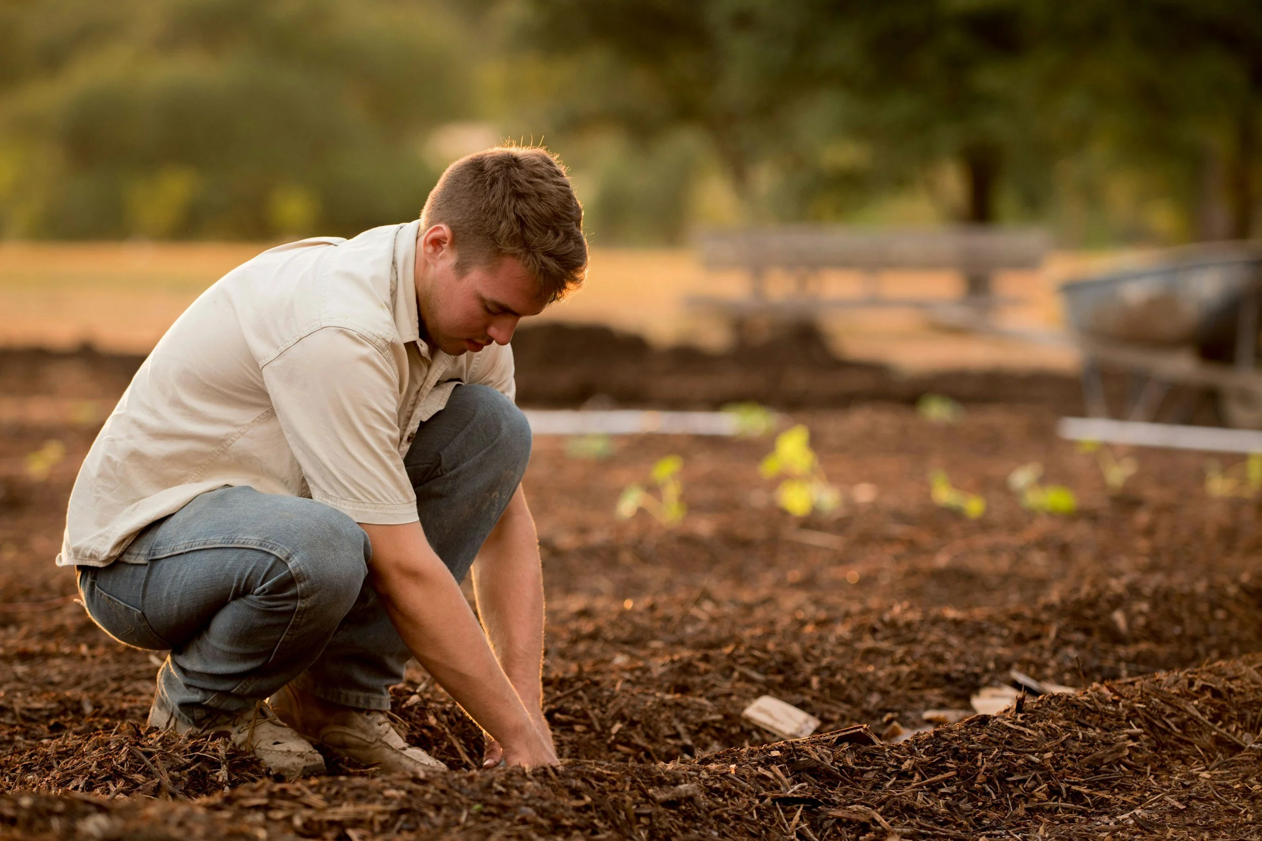 A man kneels on the ground planting seeds in the soil during golden hour, with trees and park benches in the background.