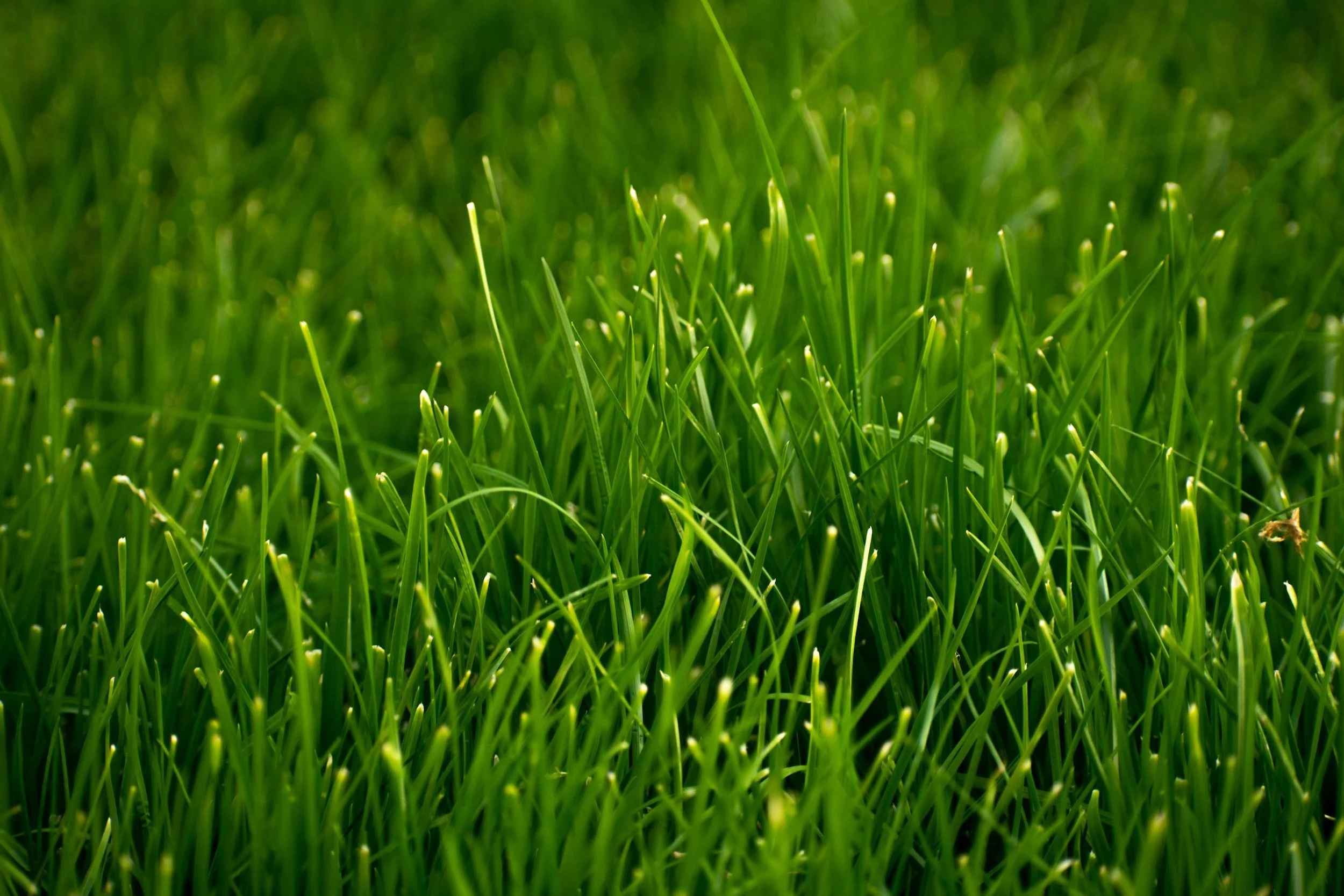 Close-up view of green grass blades in a field.