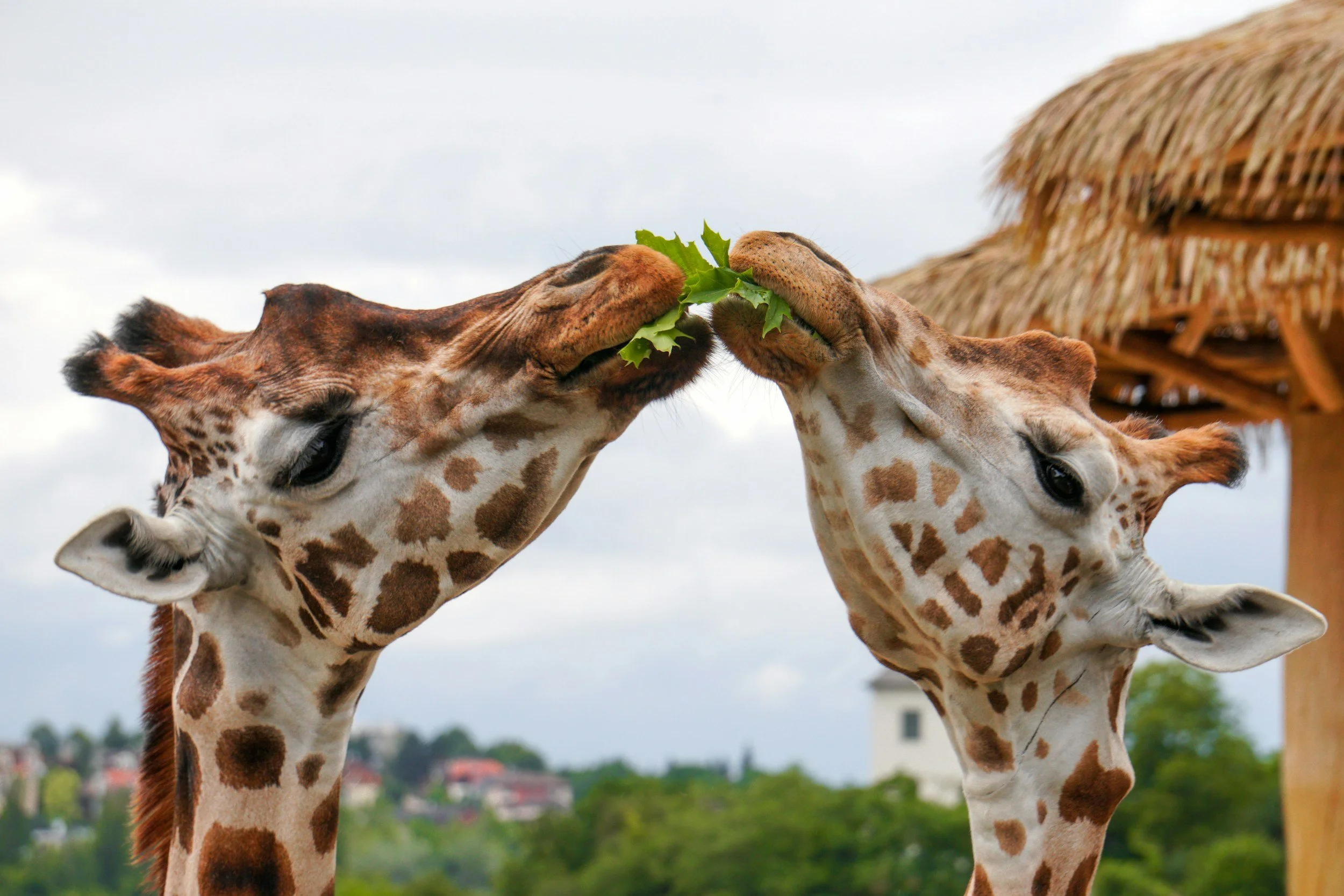 Two giraffes touching heads and sharing a leafy branch at a zoo or wildlife park.