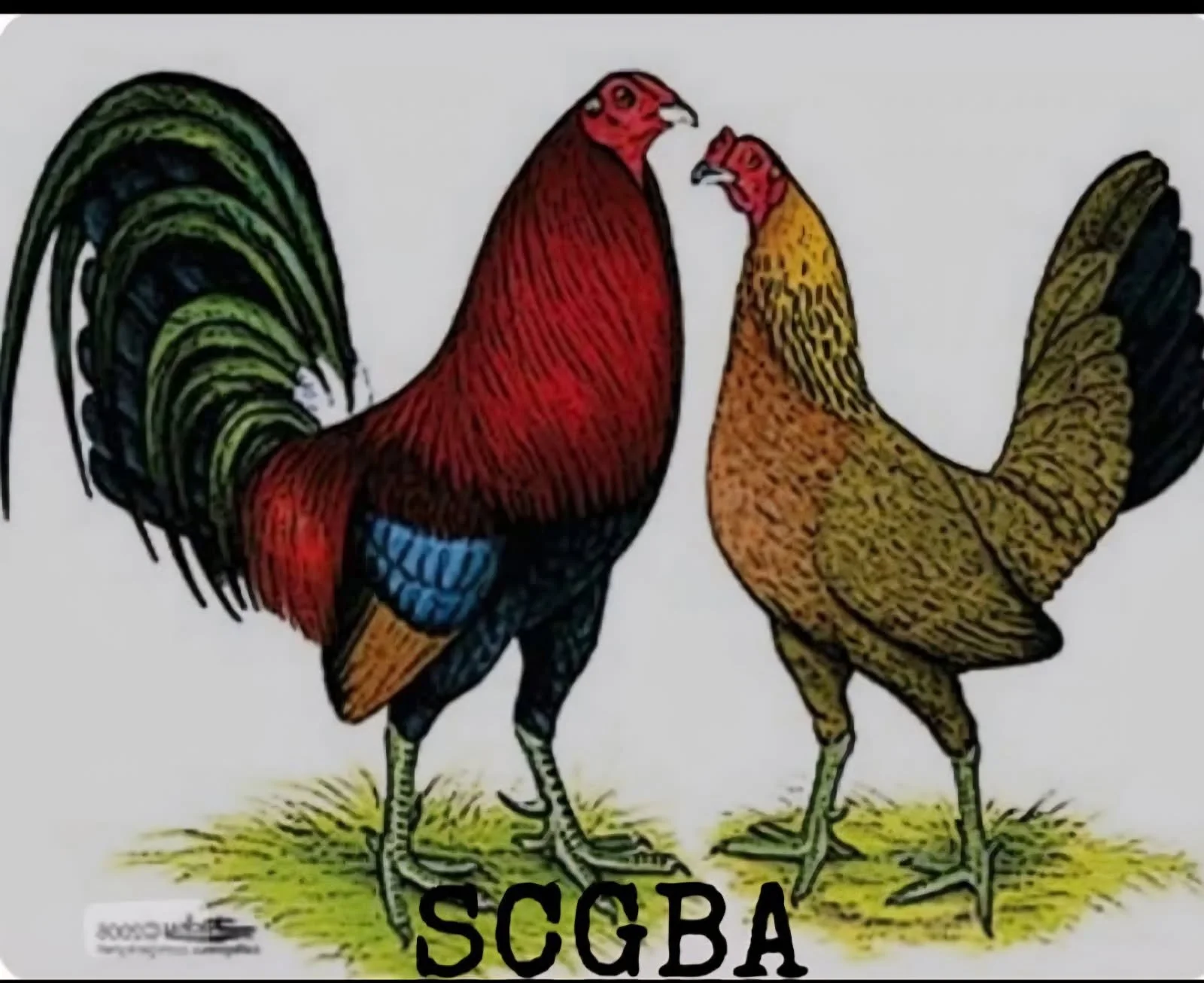 Vintage illustration of two gamecocks facing each other with the word 'SCGBA' underneath.