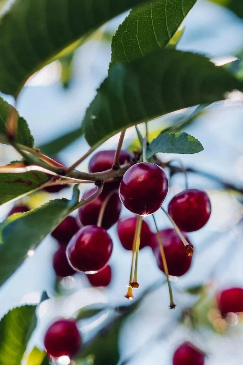 Close-up of ripe red cherries hanging from a cherry tree among green leaves.