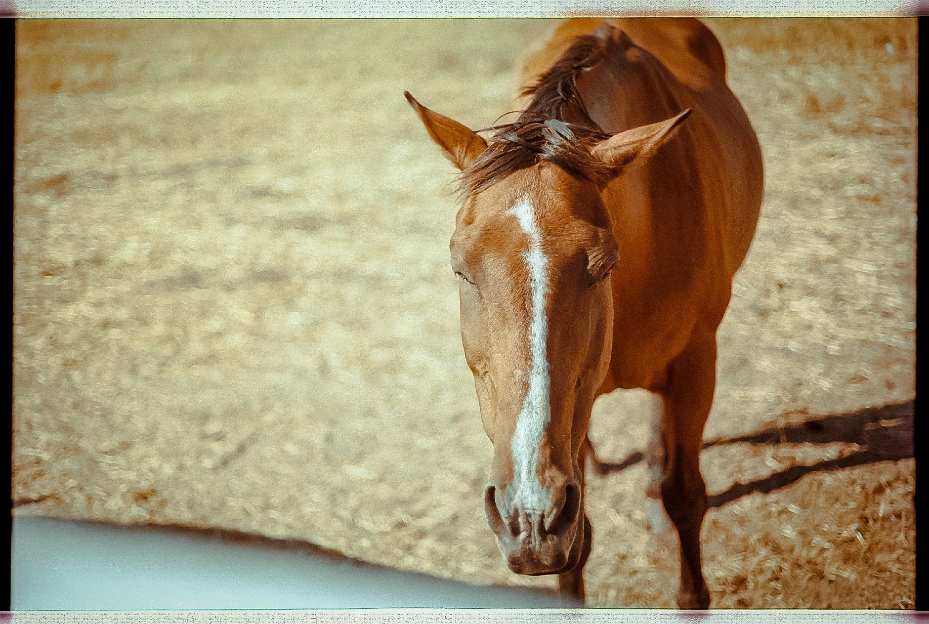 Horse - 2.JPG