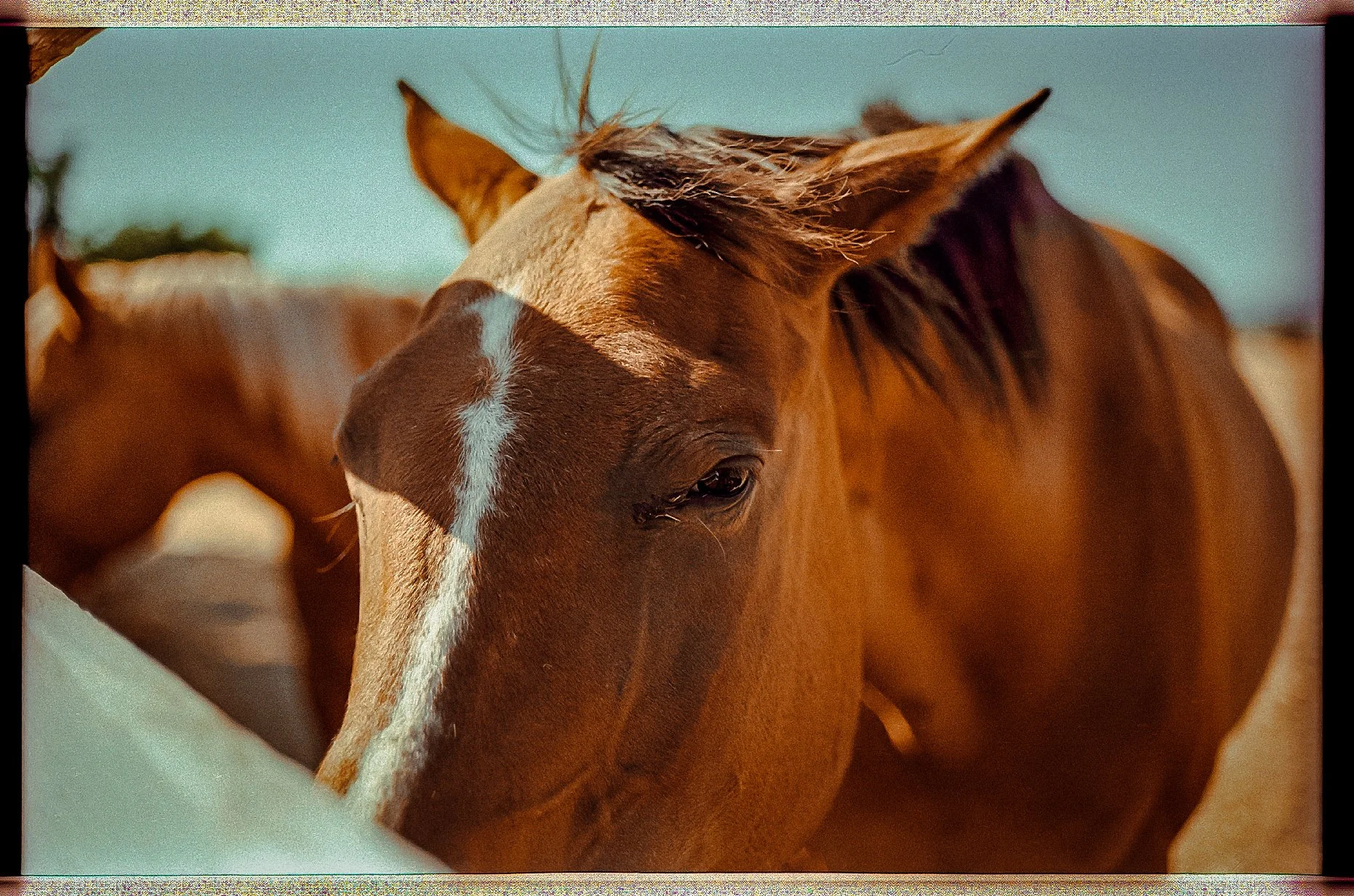 HORSE FRIEND.JPG