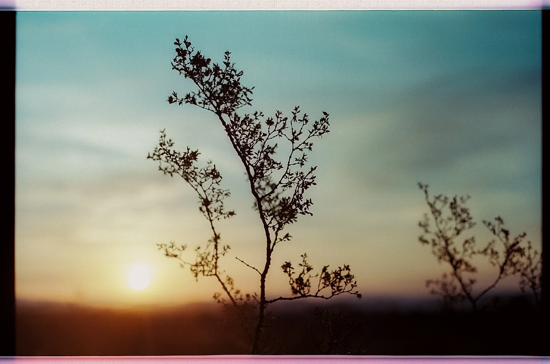 SUNRISE IN JOSHUA.JPG