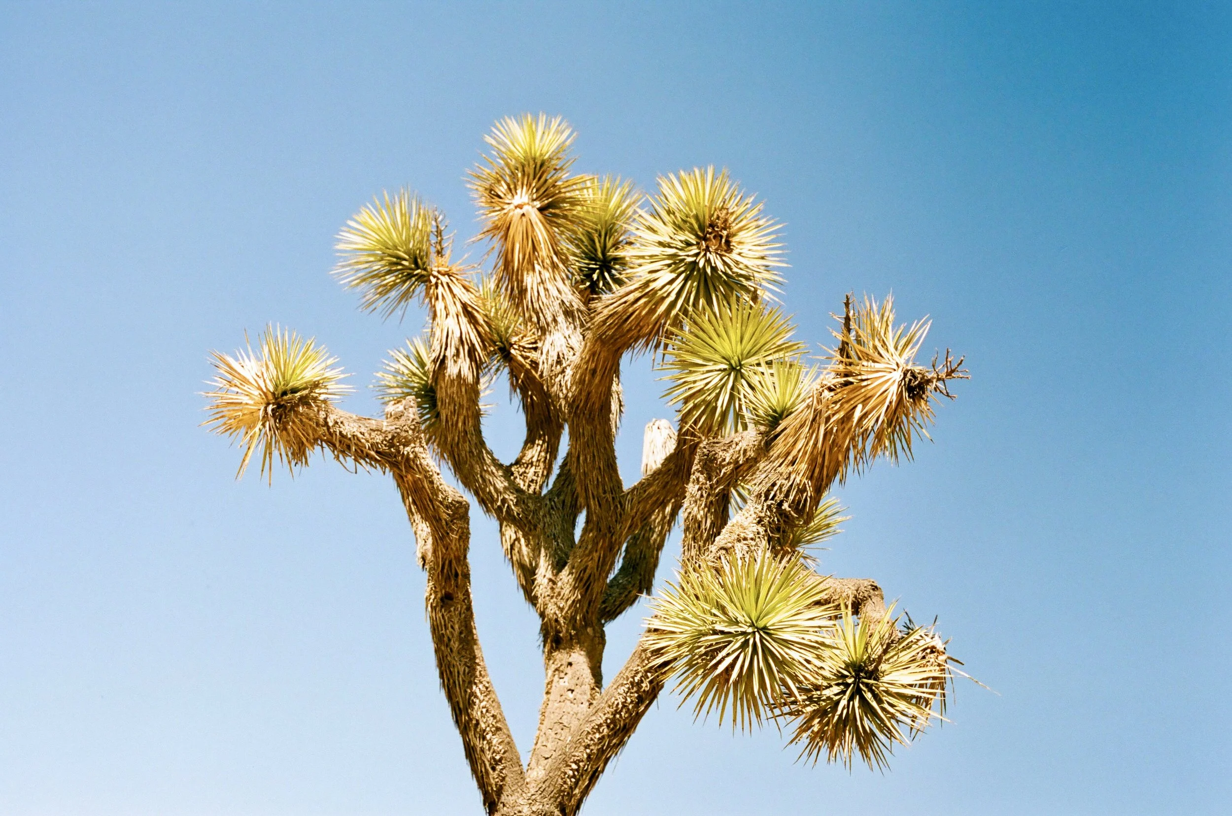 joshua tree tree.jpg