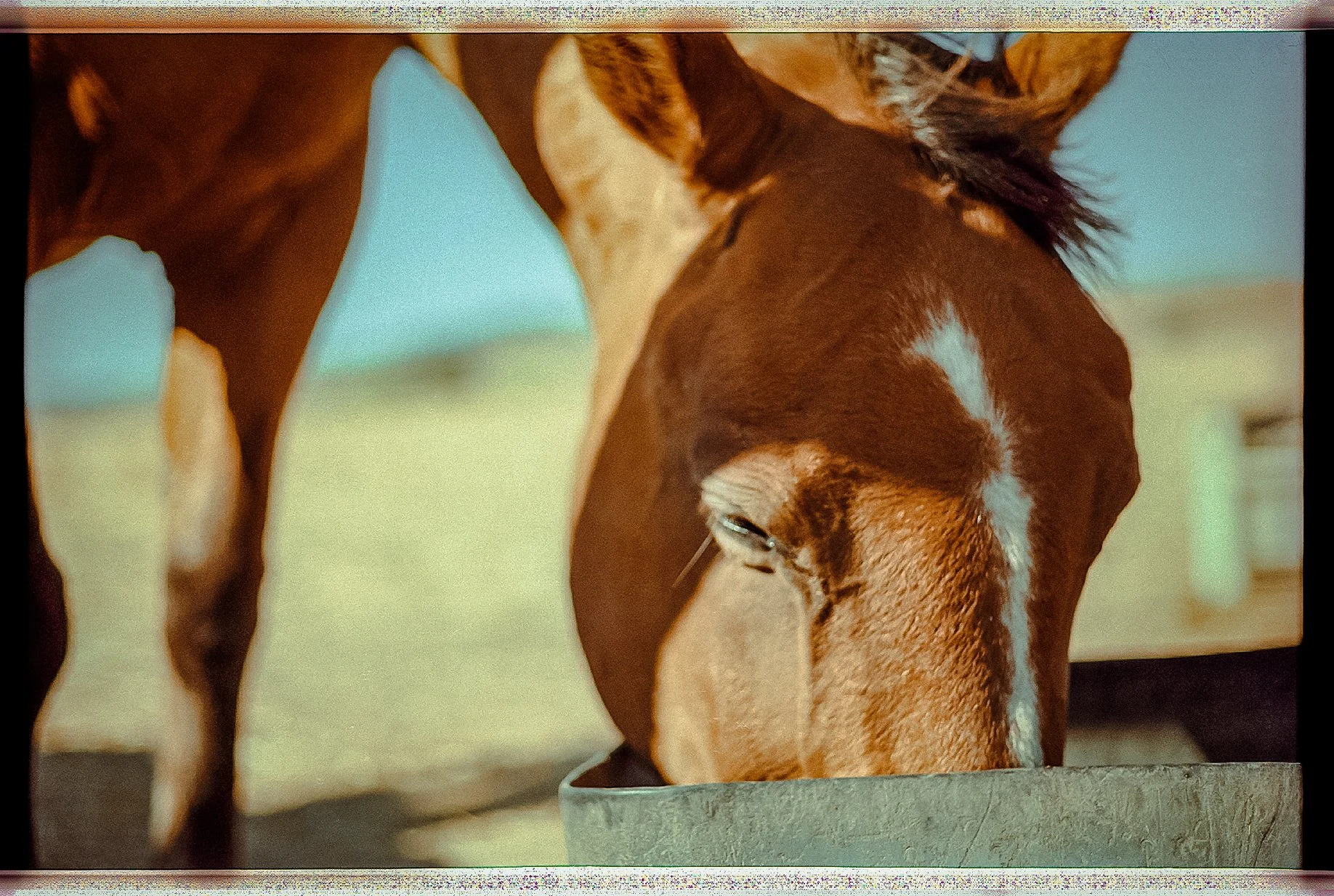 Horse - 4.JPG