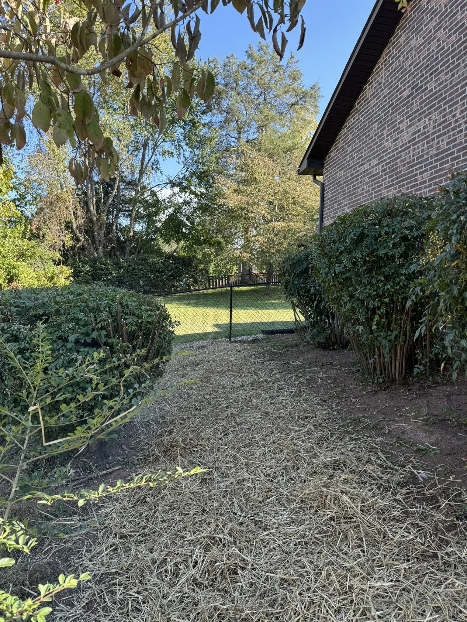 Professional shrub and hedge trimming service maintaining healthy growth and a polished landscape appearance.