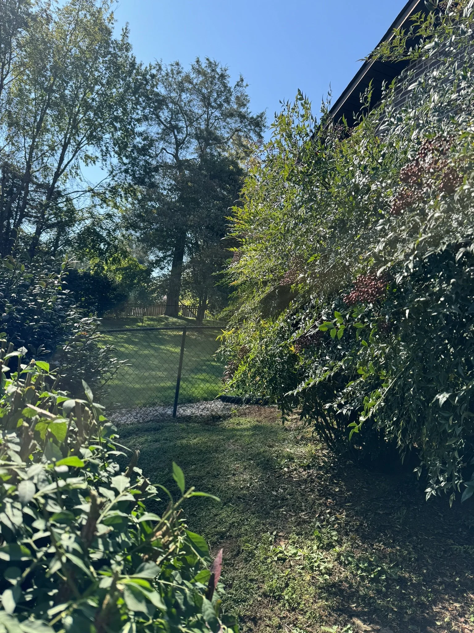 Before photo of a landscape cleanup with shrub trimming, debris removal, and fresh mulch installation in Northeast Tennessee.