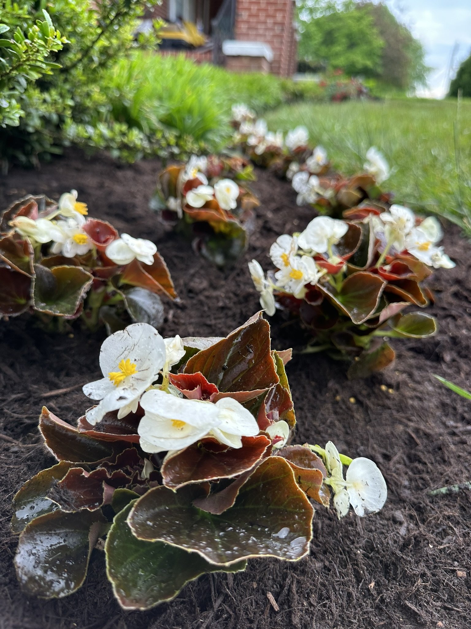 Colorful annual flower installation providing seasonal color and enhanced curb appeal for a residential landscape.
