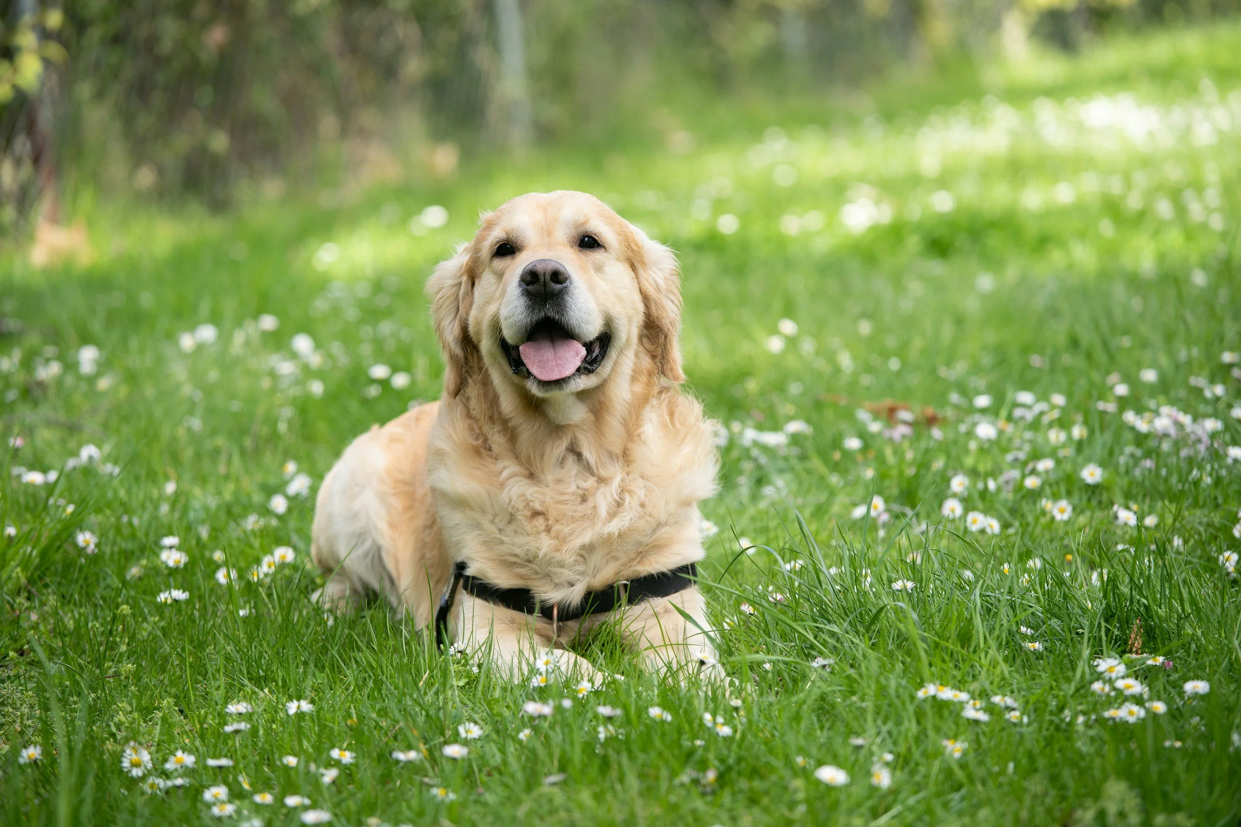 A happy golden retriever lying on a grassy field with small white daisies, with a blurred green forest background.