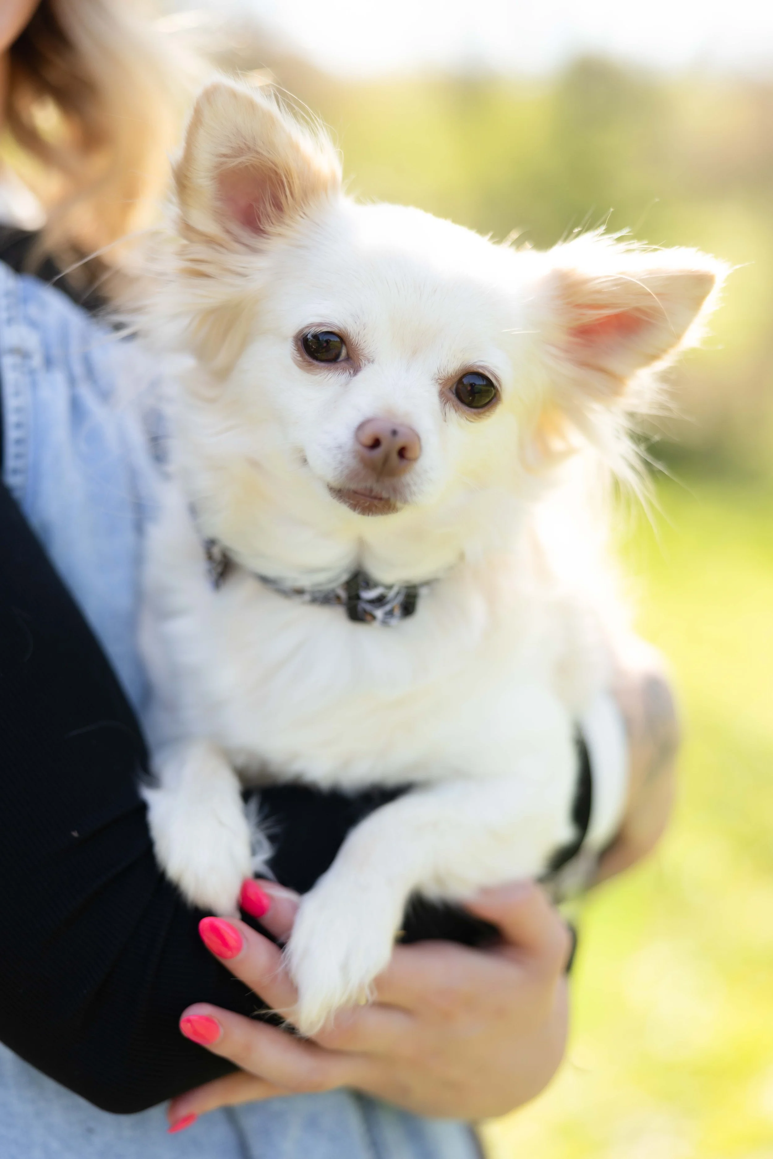 A person with painted pink nails is holding a small white dog with pointy ears and dark eyes, outdoors with a blurred green background.