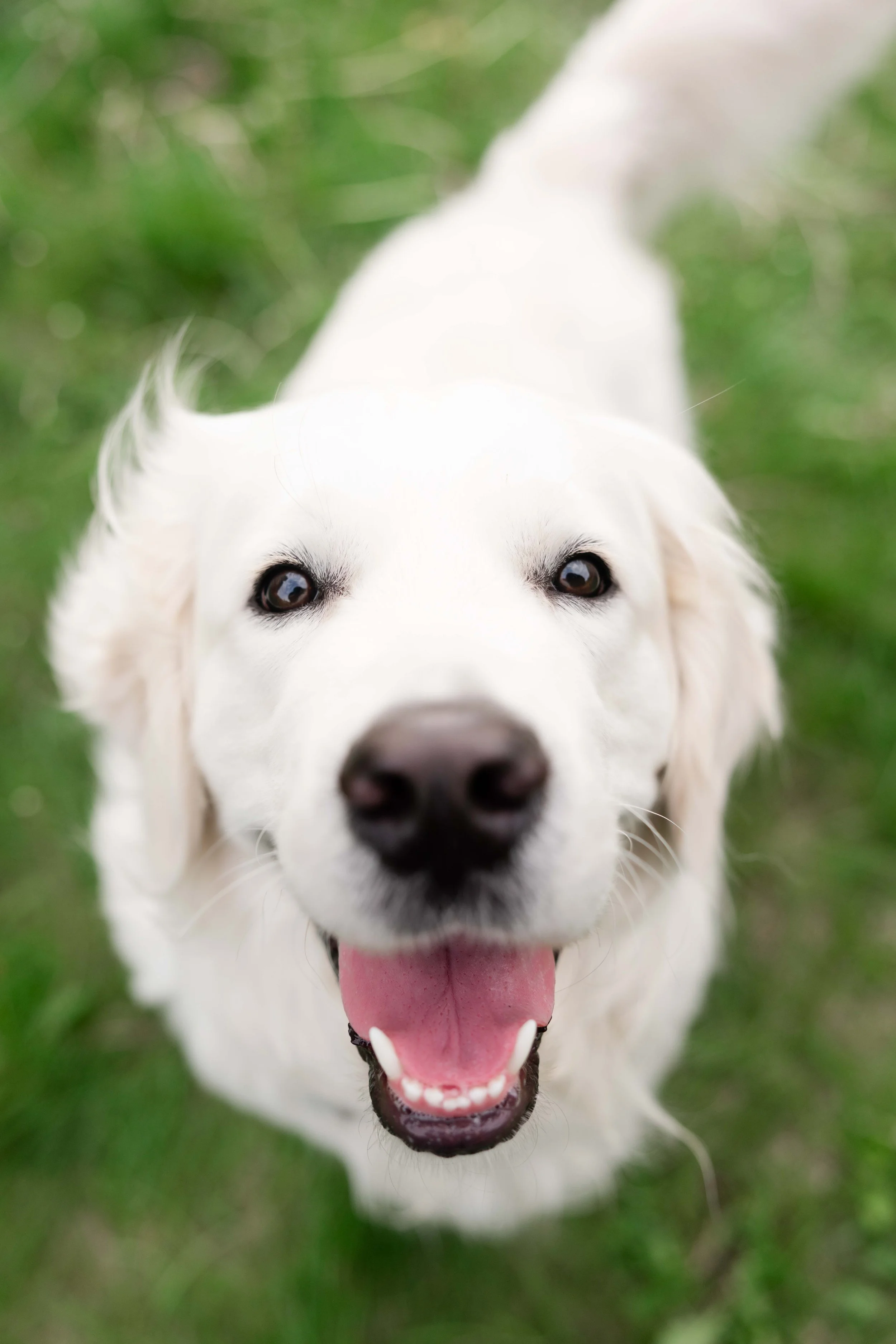 Close-up of a happy white dog with dark eyes, pink tongue out, outdoors on grass.