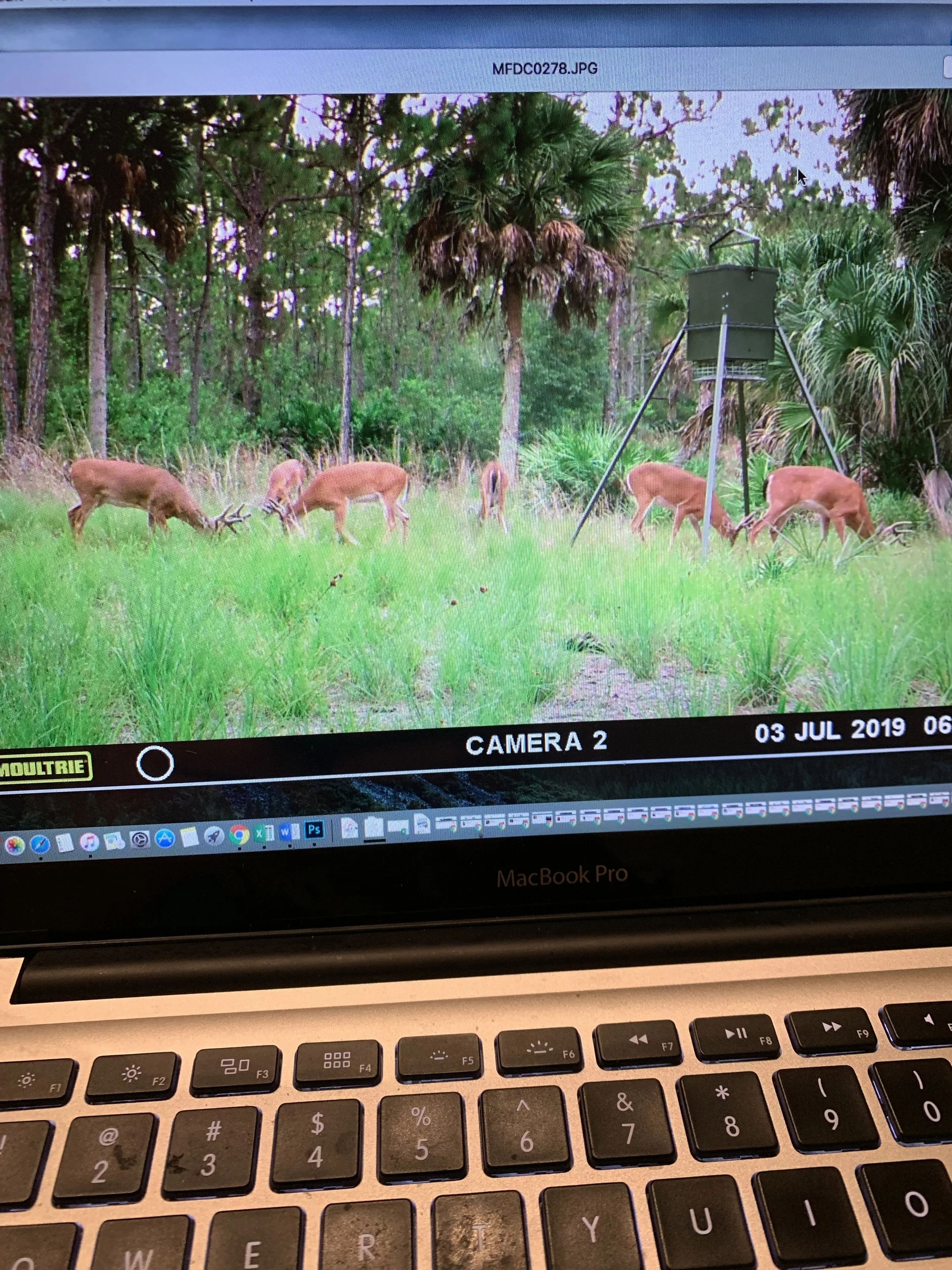 TRAIL CAMERAS