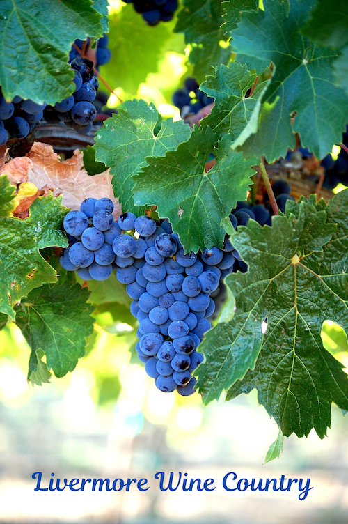 Livermore Valley vineyard showcasing one of the area's popular wine country destinations