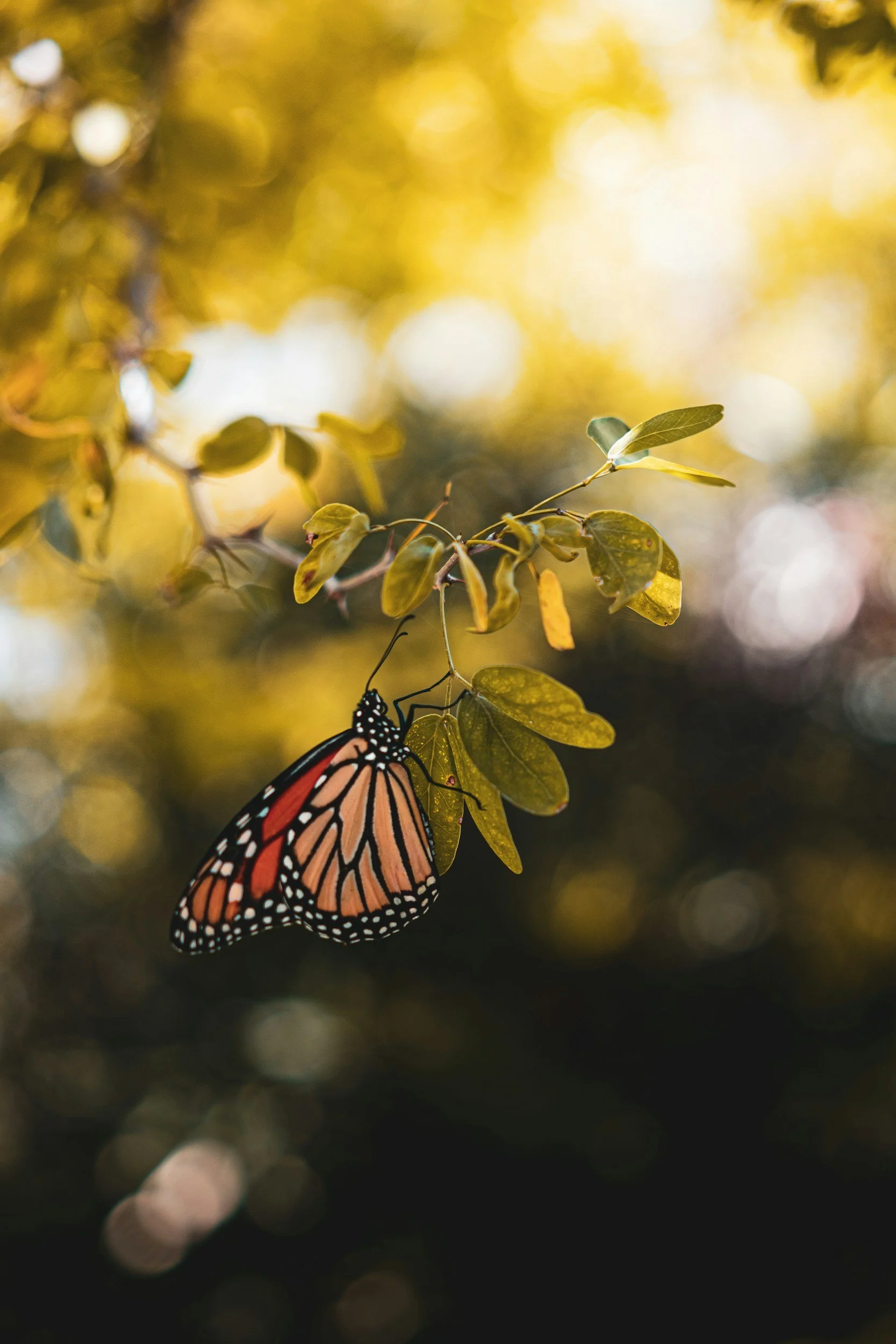 A Monarch butterfly hanging upside down from a green leafy branch with yellow-green leaves, against a backdrop of blurred sunlight and foliage.