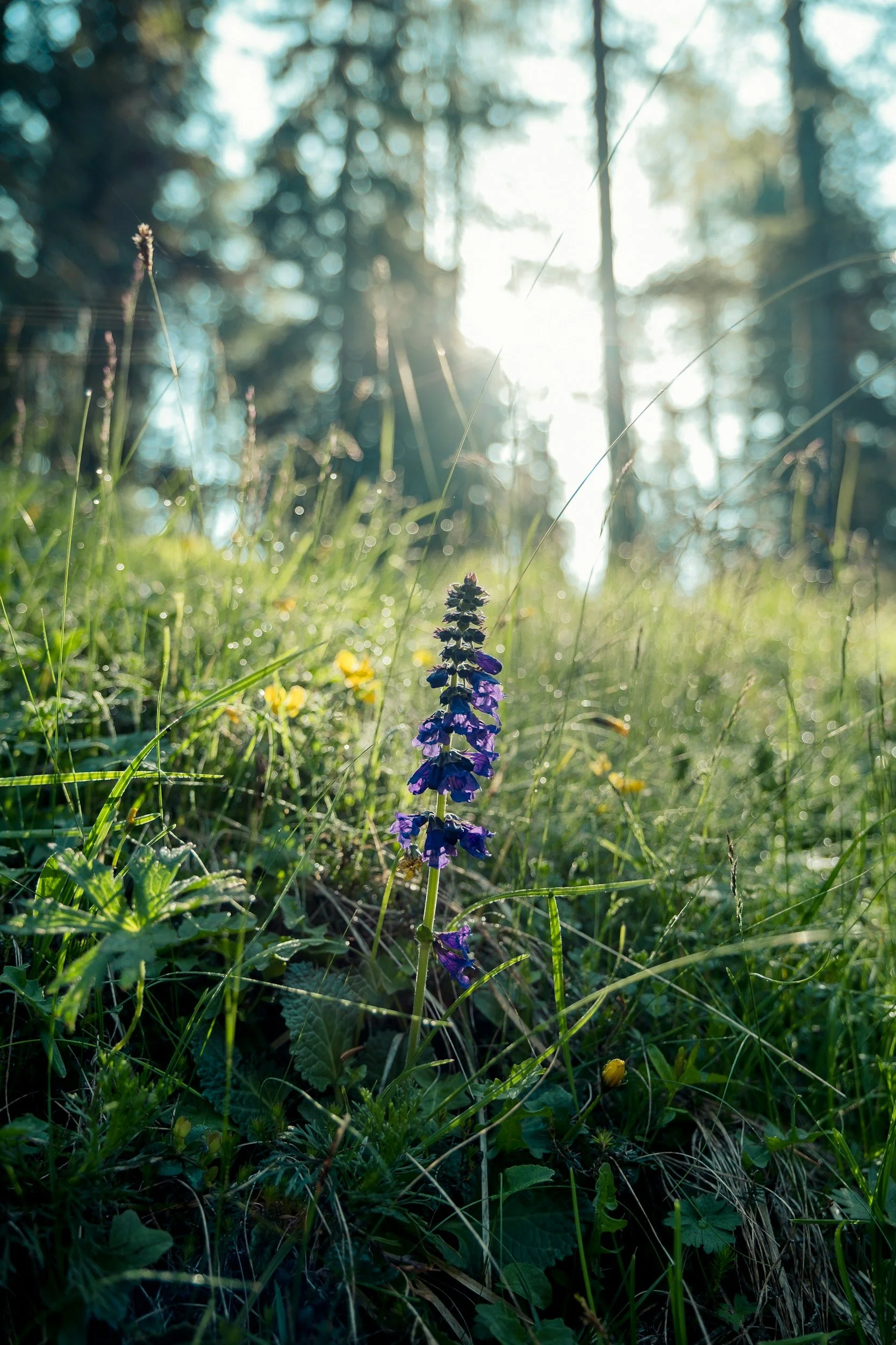 A tall purple flower growing amidst green grass and foliage in a sunlit forest clearing, with sunlight filtering through trees in the background.