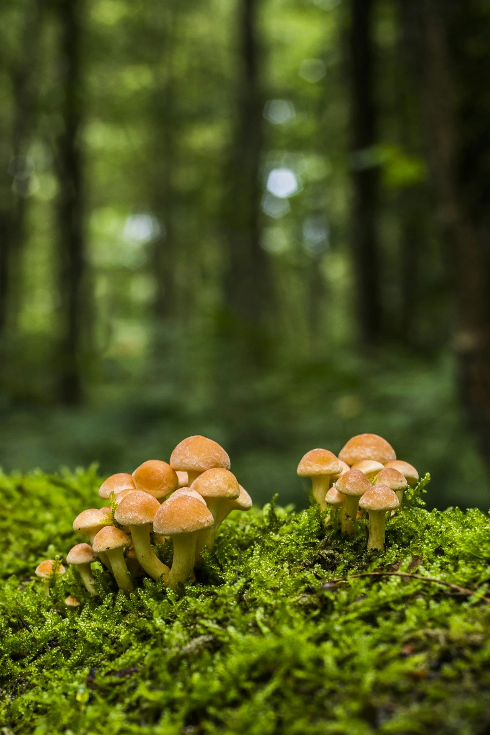 Small orange mushrooms growing on mossy ground in a forest.