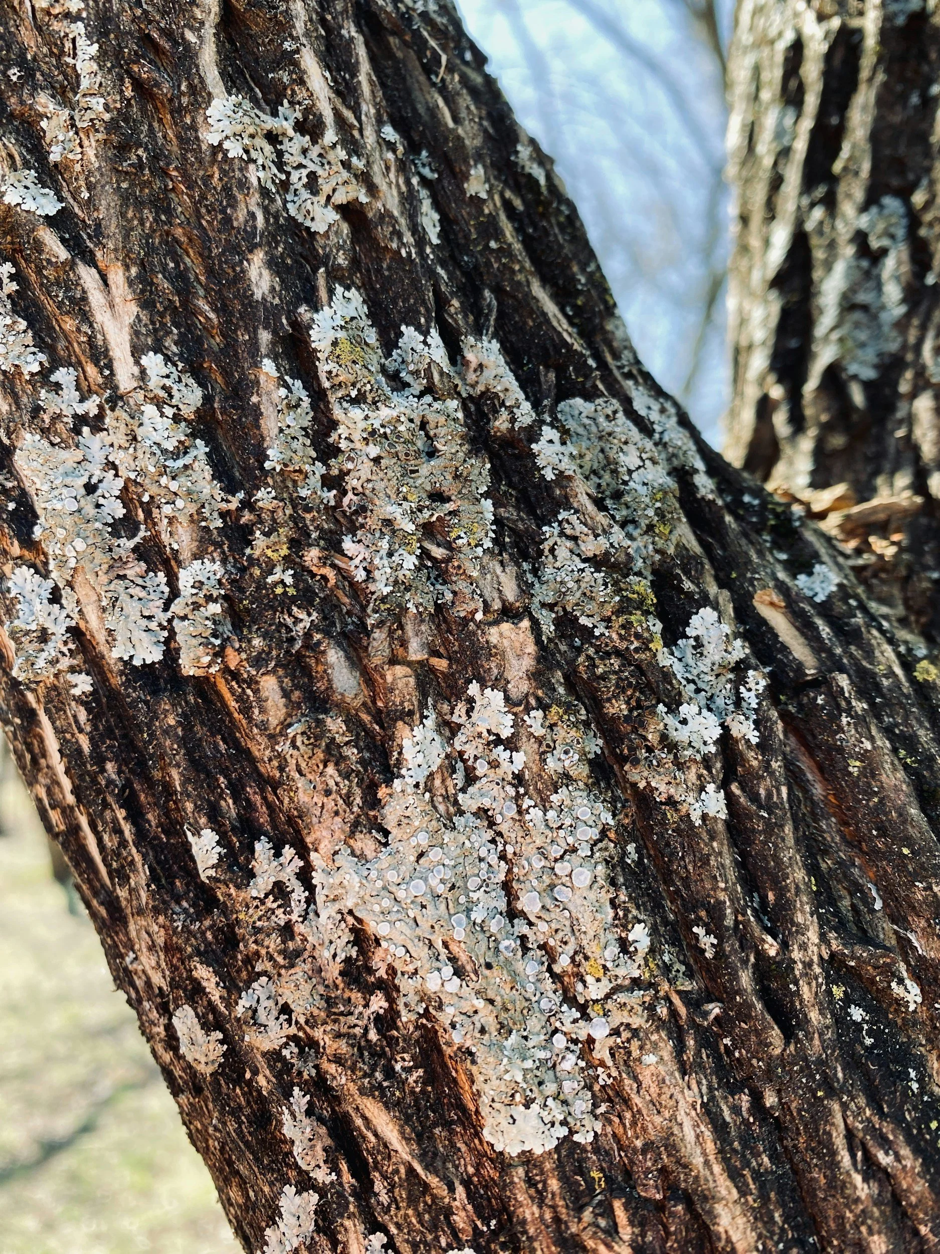 Close-up view of tree bark with white lichen growth.
