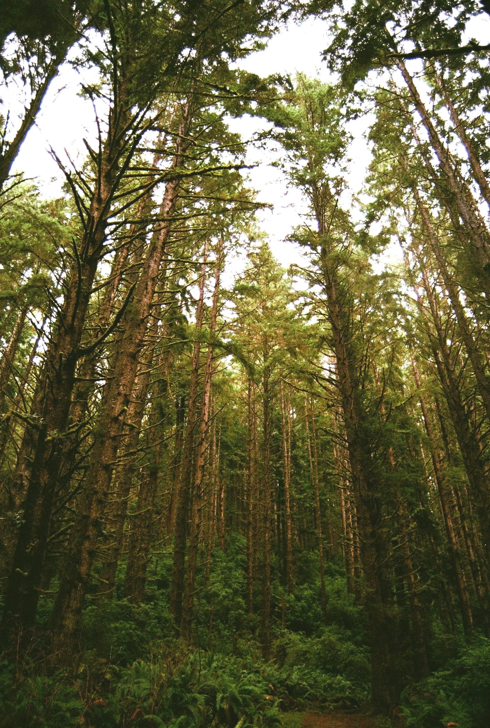 A forest with tall, dense trees and green foliage, viewed from the ground looking up towards the sky, with sunlight filtering through the branches.