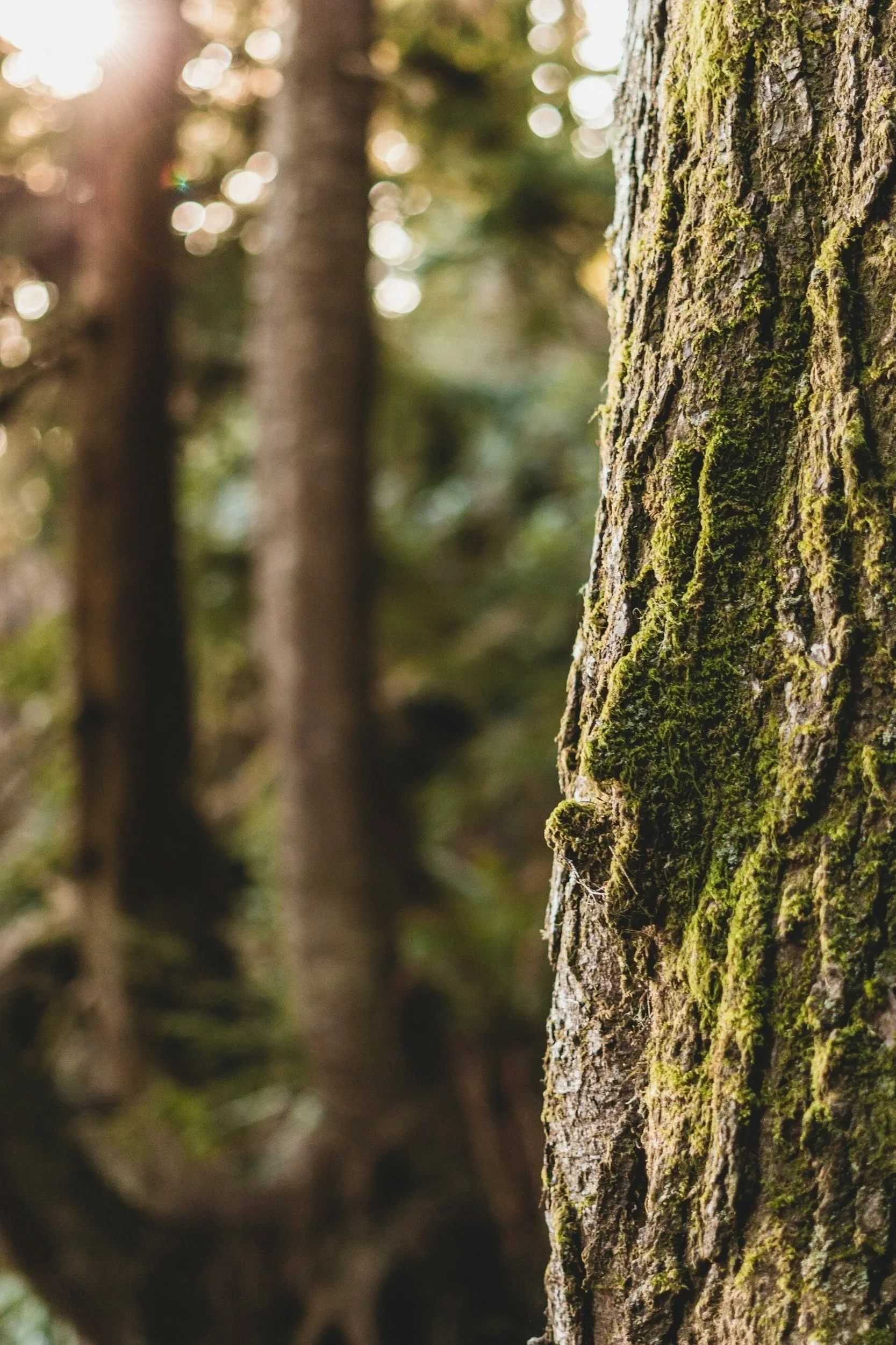 Close-up of a tree trunk covered in green moss in a forest with other trees blurred in the background and sunlight filtering through the leaves.