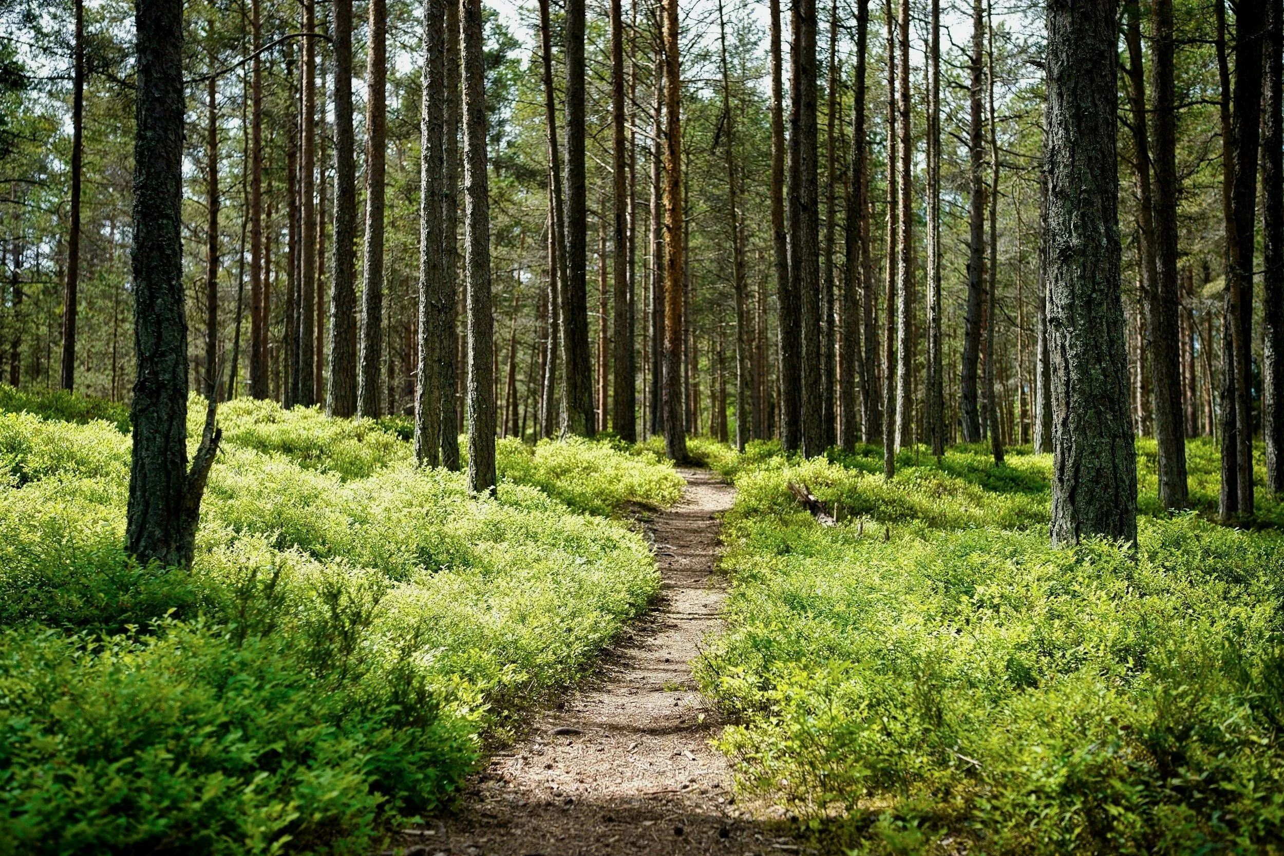 A dirt trail running through a green forest with tall pine trees and bright green shrubs.