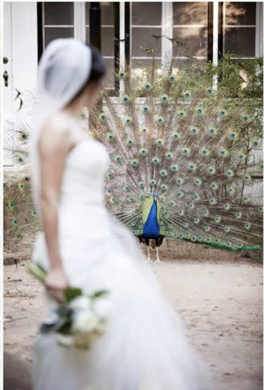 A woman in a wedding dress and veil holding a bouquet, standing outdoors near a peacock with its colorful tail feathers spread out. There is a building with large windows in the background.