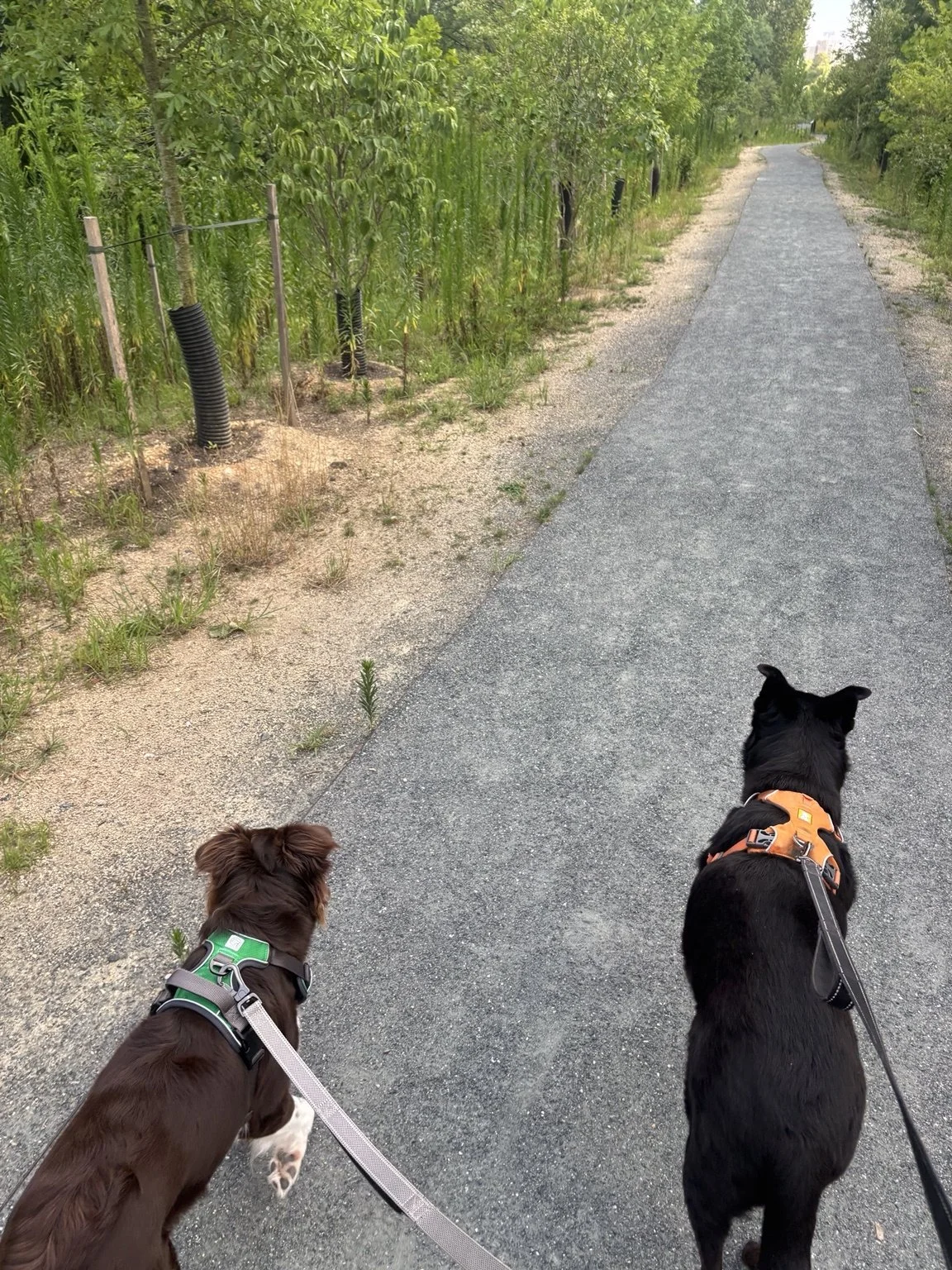 dogs_walk_under_20MB.jpg