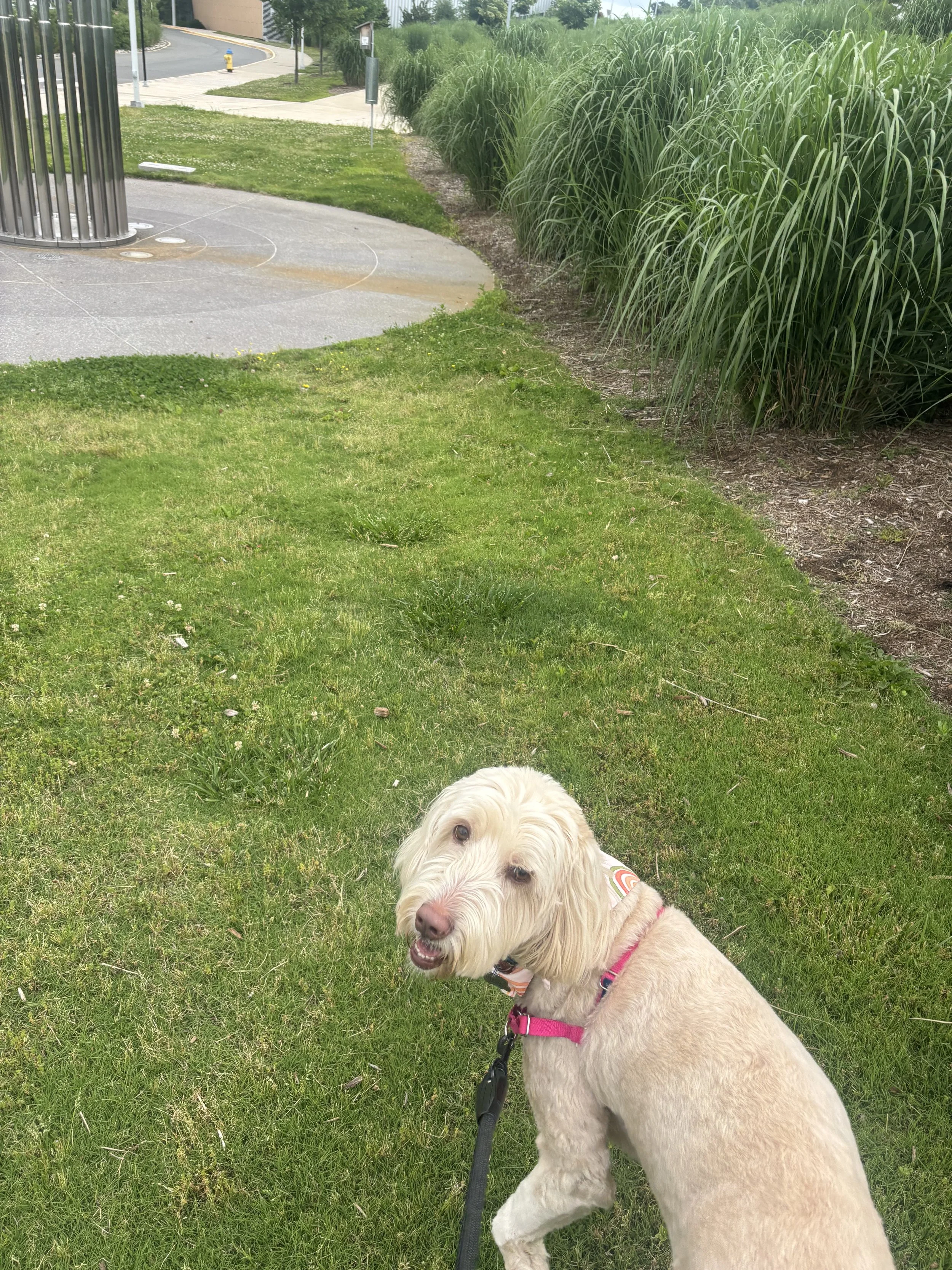 IMG_1320.jpeg