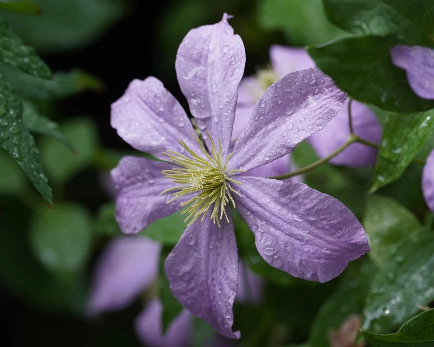 I have great difficulty in choosing a favourite Clematis. This one is Madame Baron Veillard.