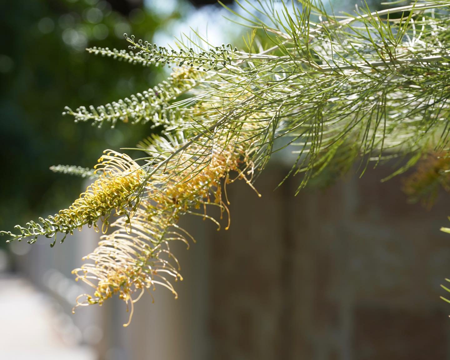How good is this flowering grevillea?! I love the way the sun catches this bright yellow flower