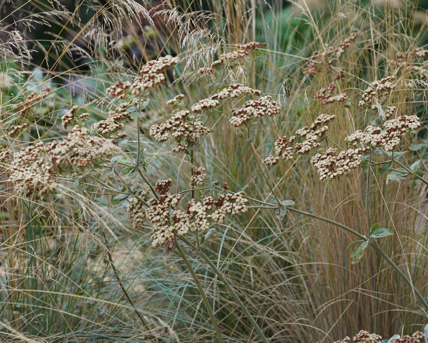I really like the semi-open form of the St Catherine&rsquo;s Lace located in the Adelaide Botanical Gardens