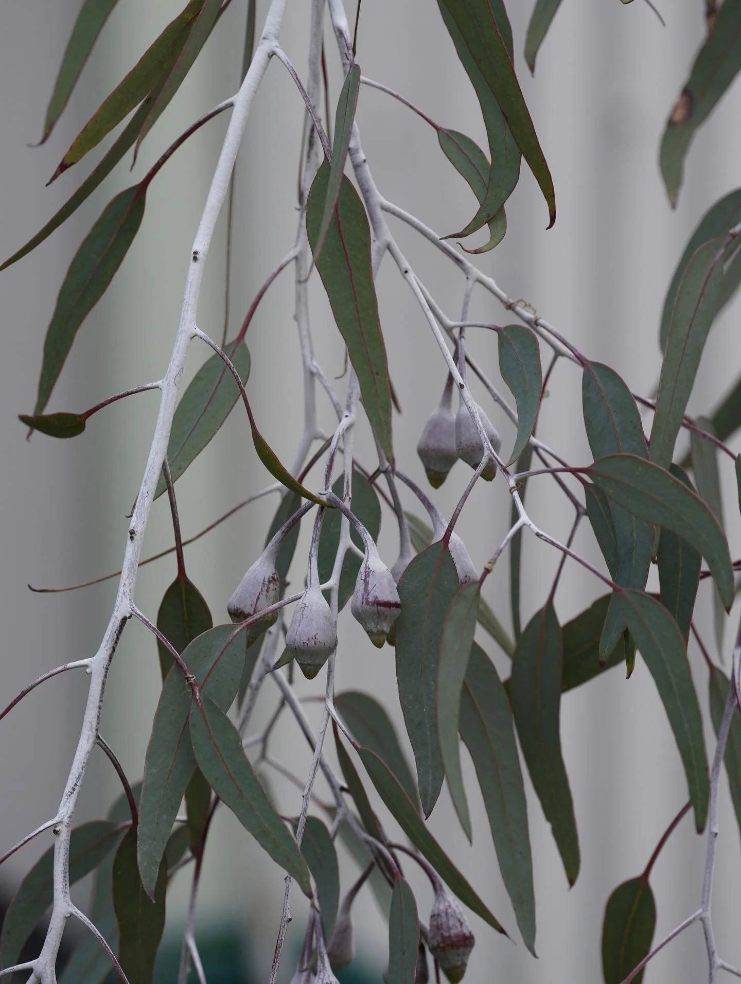 Eucalyptus&rsquo;Silver Princess&rsquo;