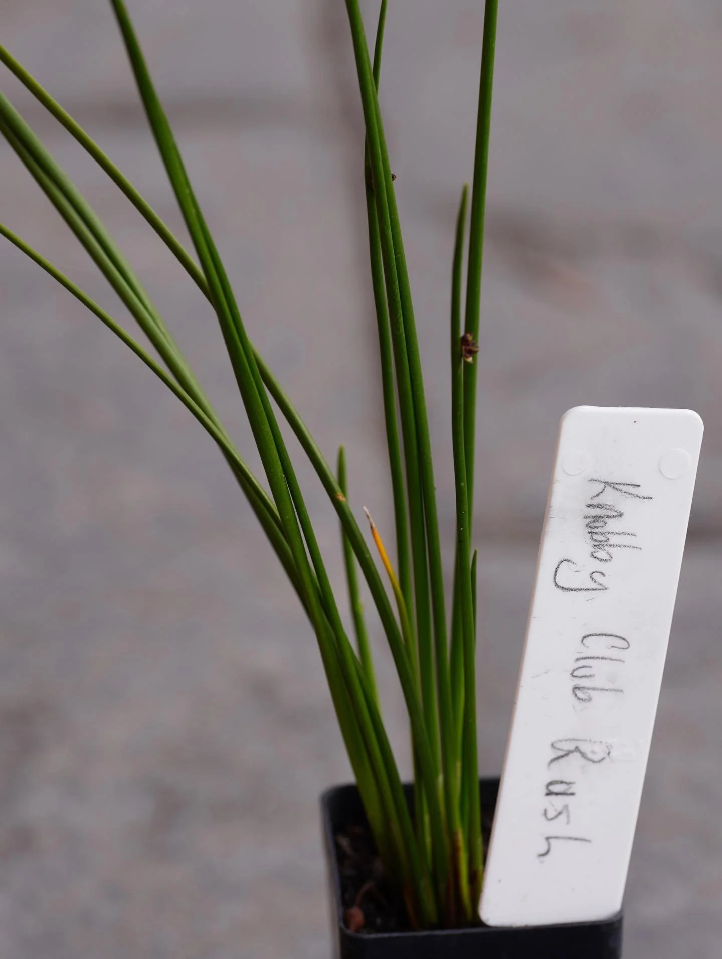 We&rsquo;re luck to have clumps of endemic rushes on our property.