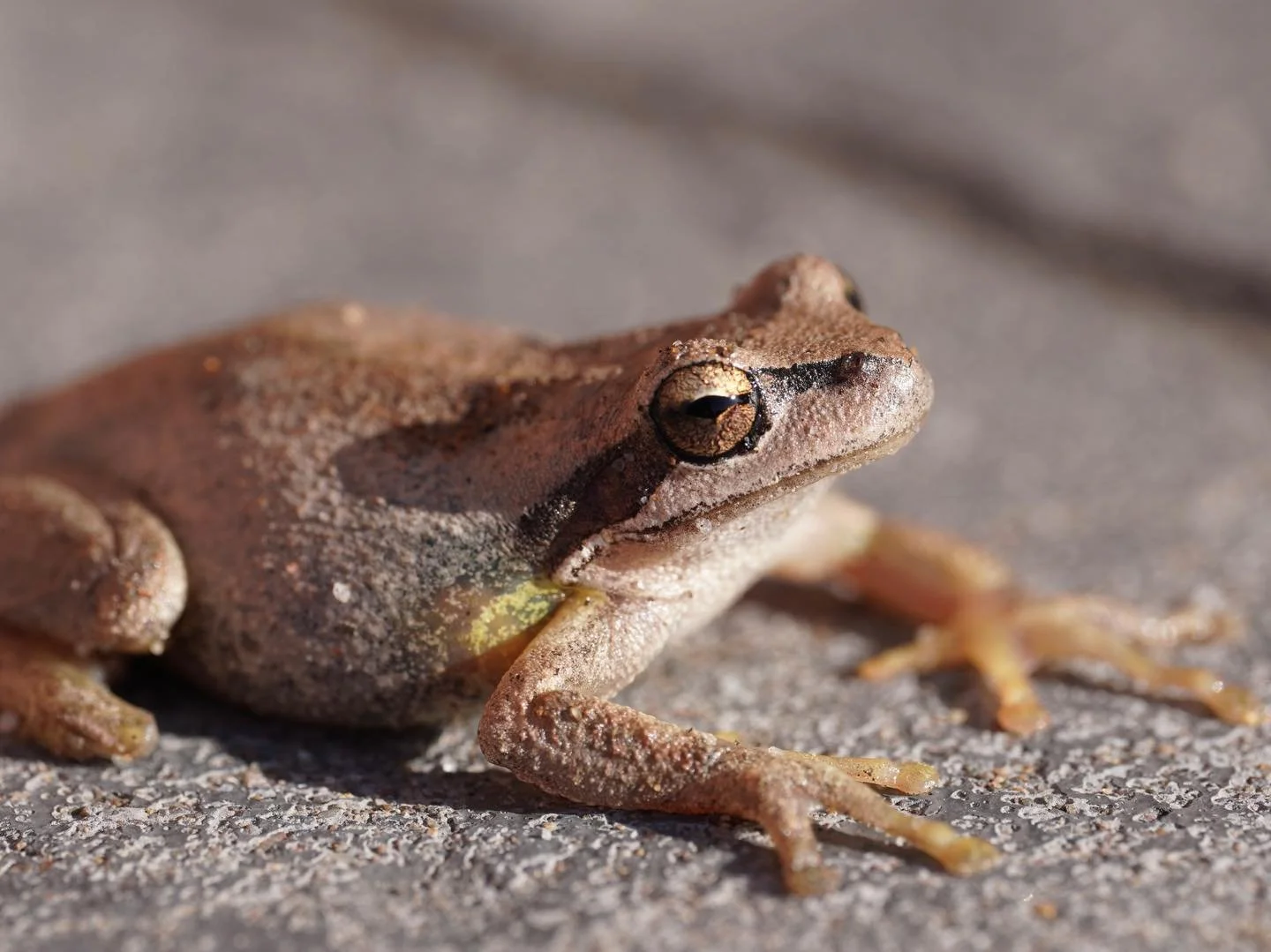 The Brown Tree Frog
