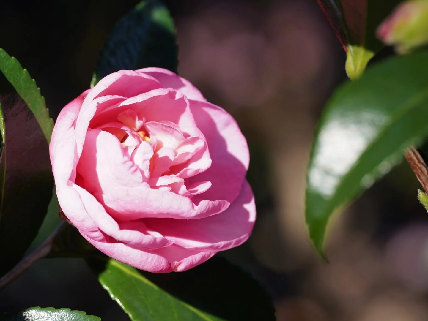 Camellias in peak flower 😍
