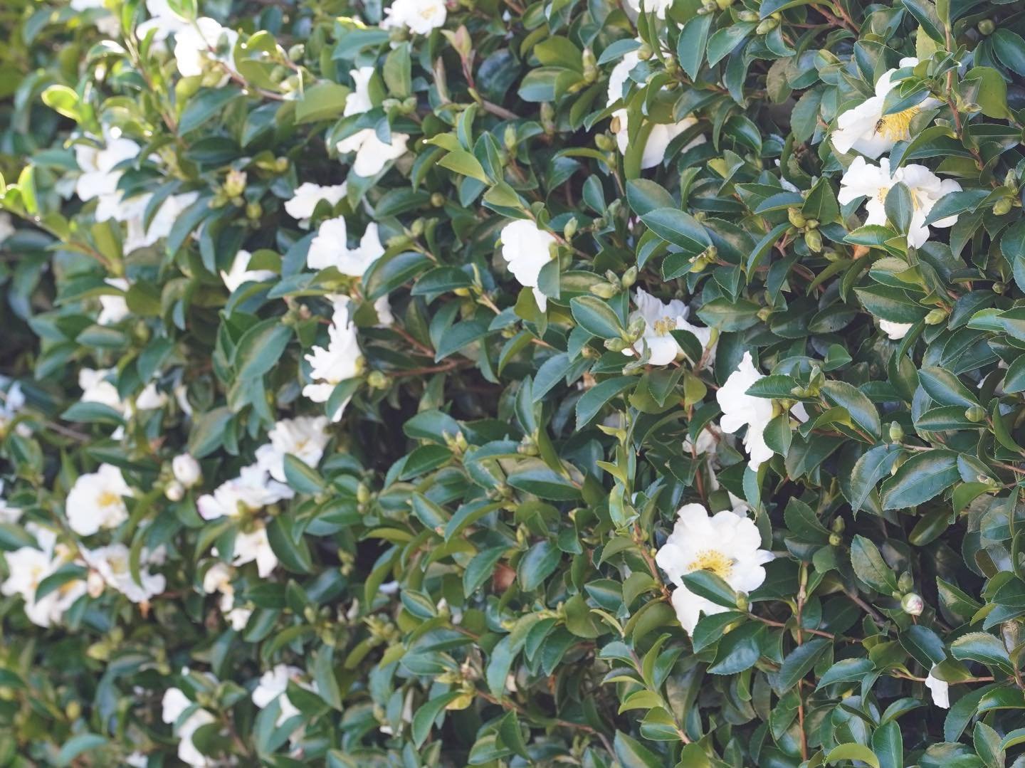 A Camellia &rsquo;setsugekka&rsquo; hedge