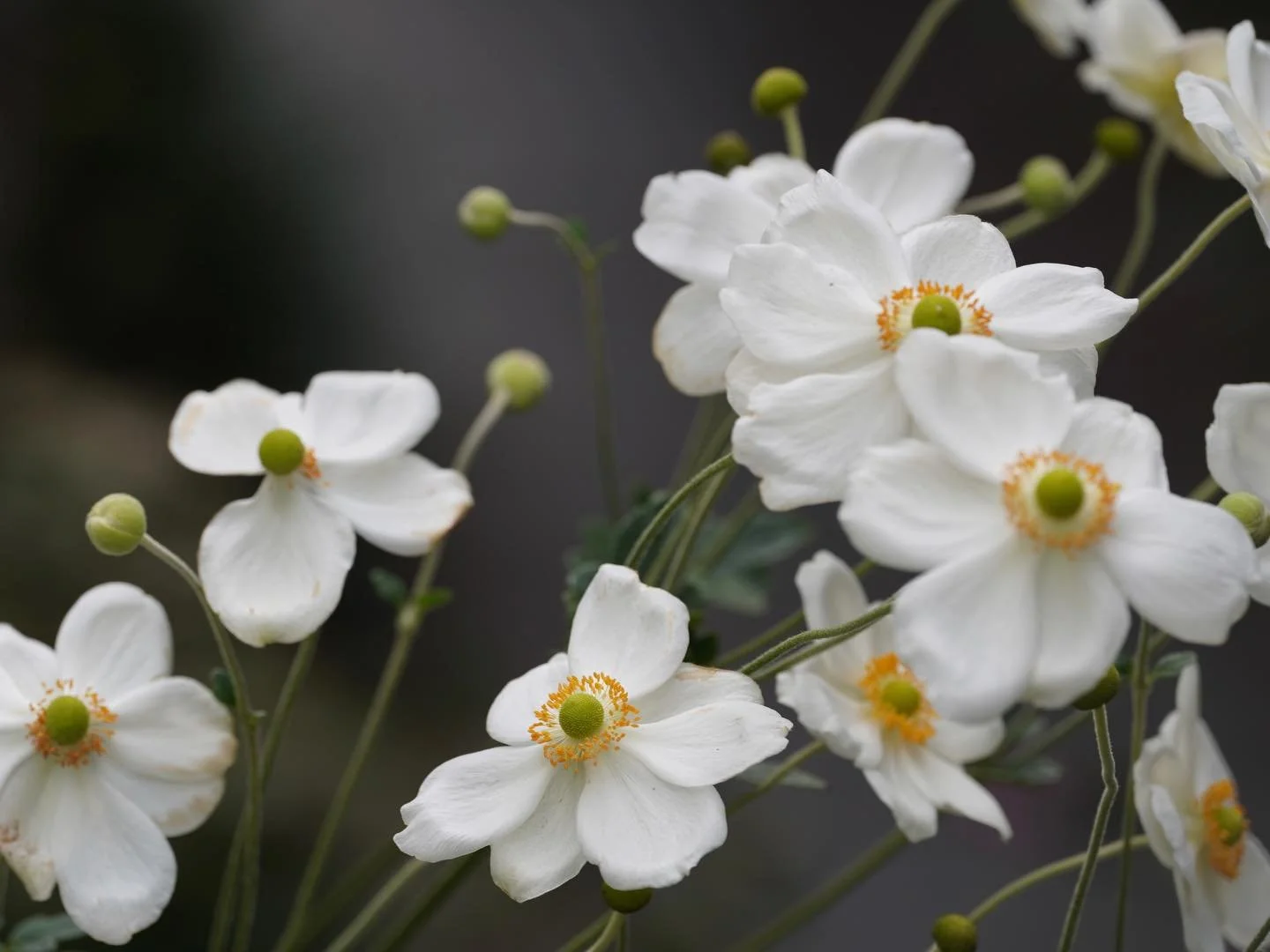 Japanese anemone