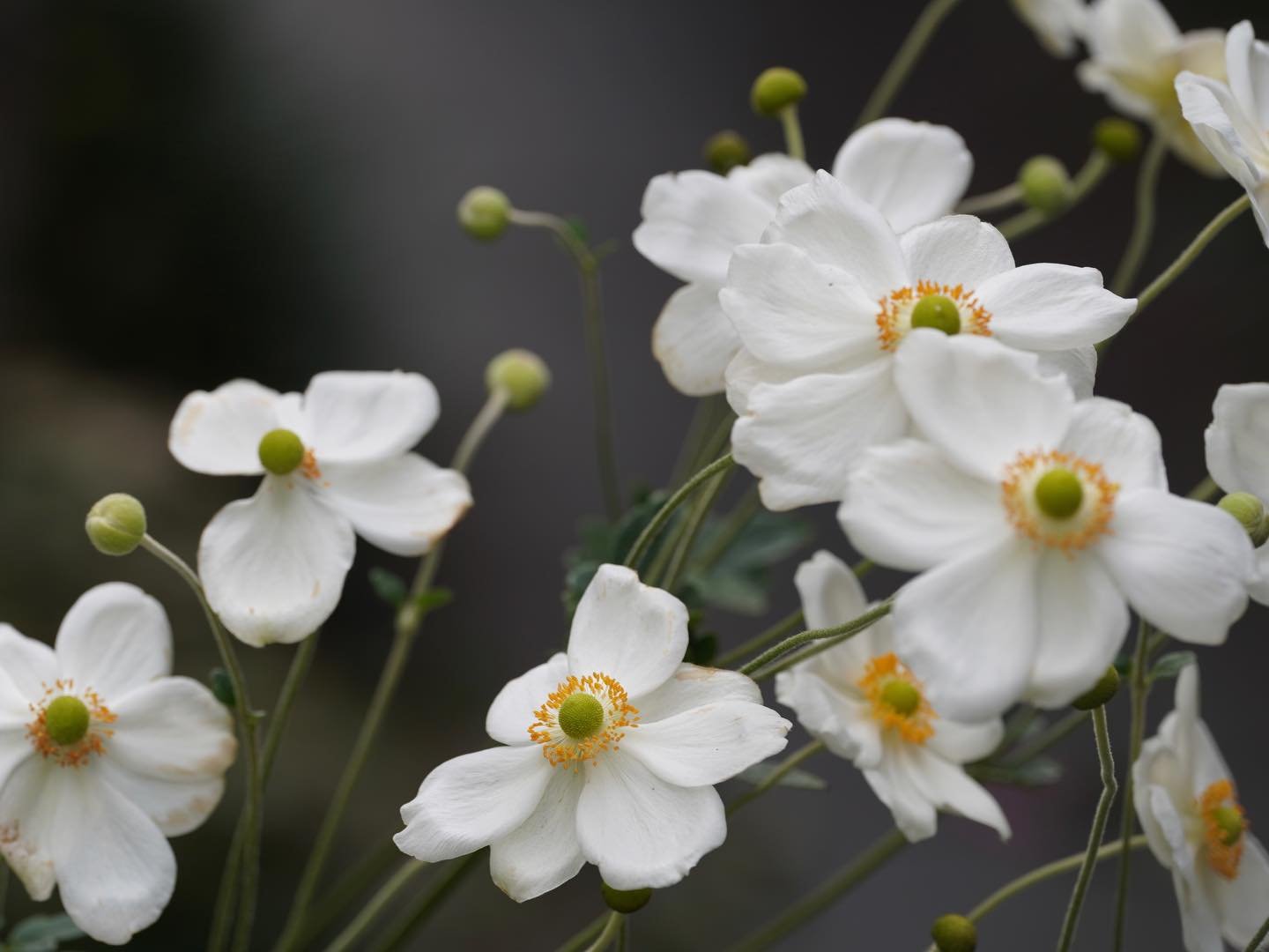 Japanese anemone