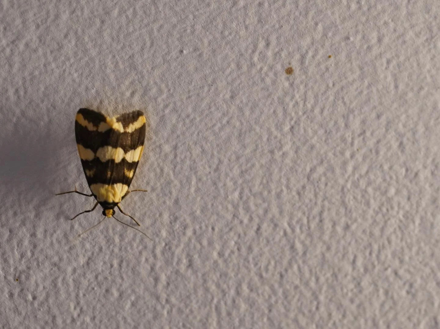 Conchylis sibfurcatana with it&rsquo;s beautiful camouflage