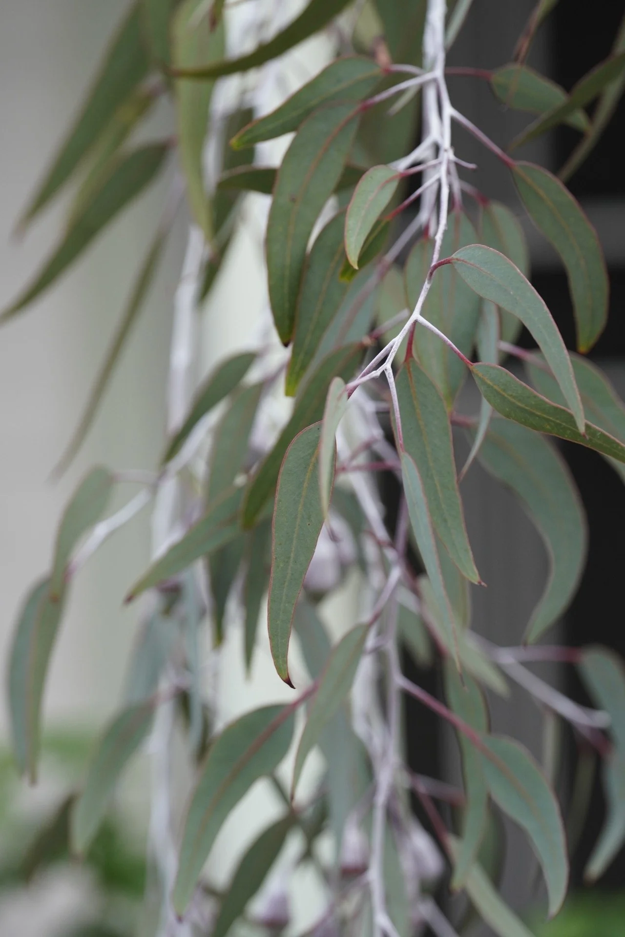 Australian Native