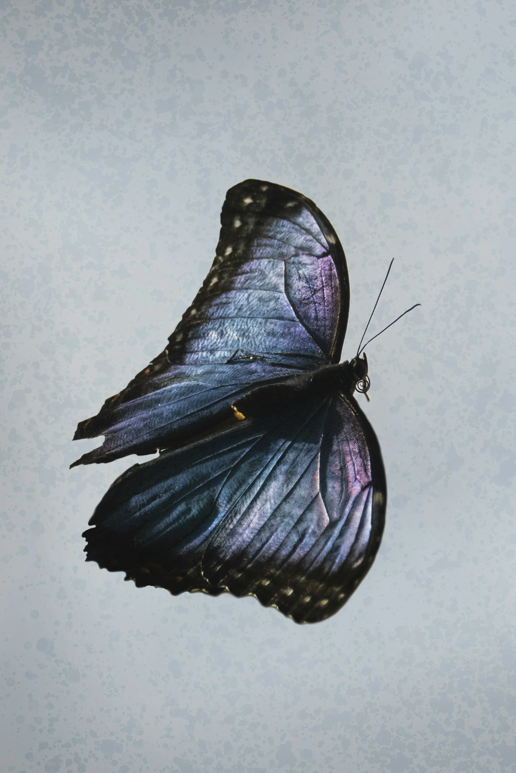 Close-up of a black butterfly with iridescent purple wings against a light, textured background.