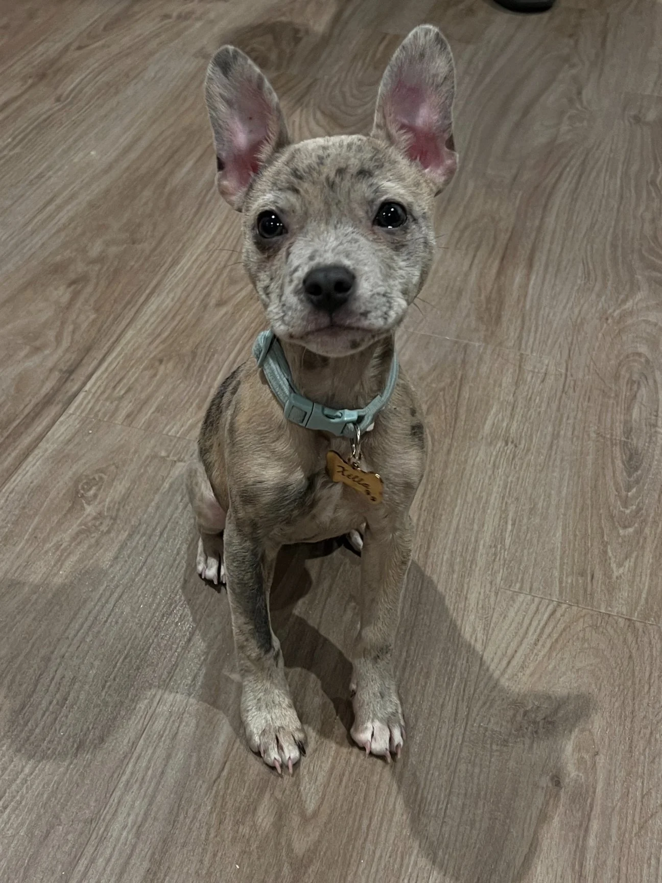 A puppy, with big ears and puppy dog eyes