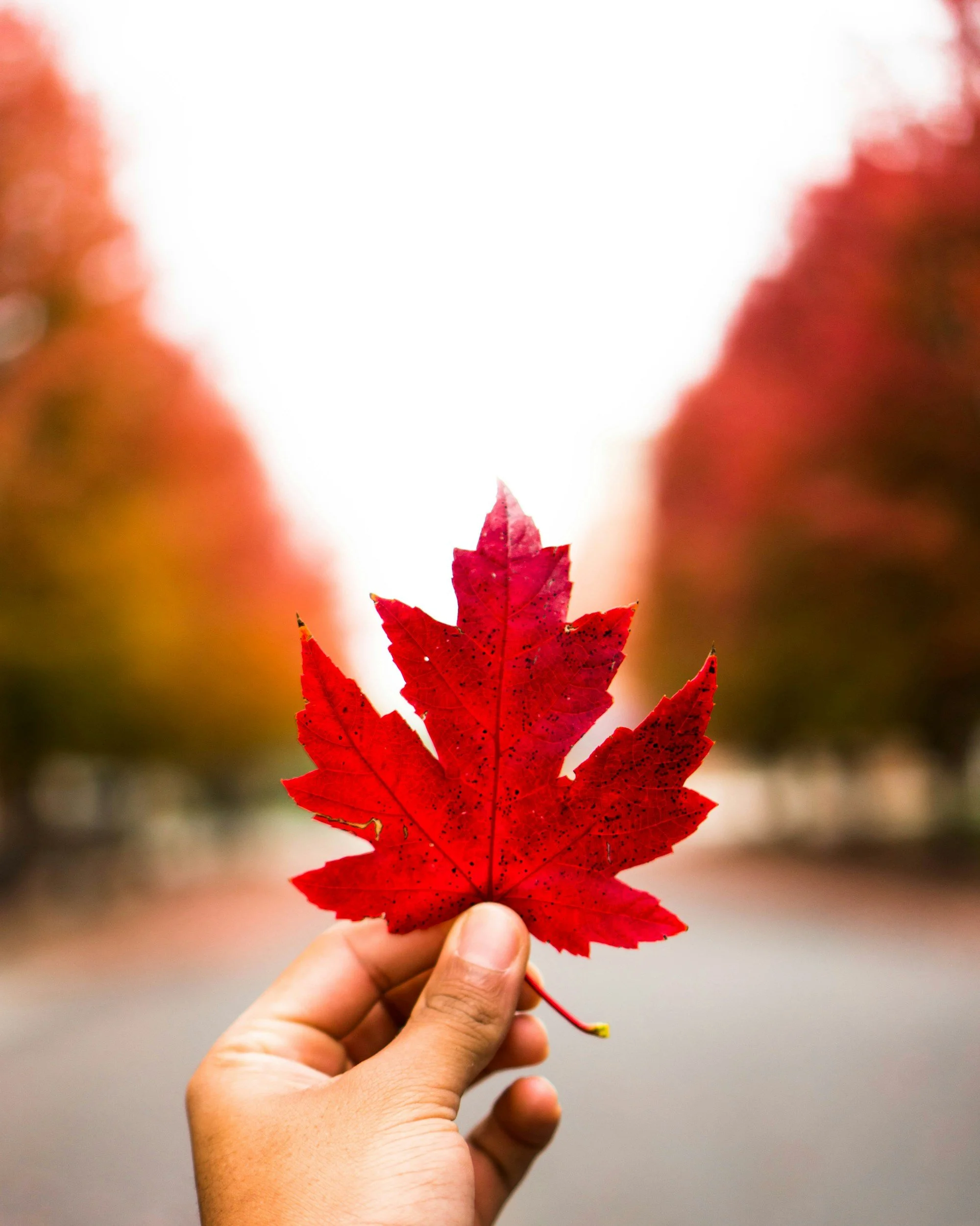Oh Canada