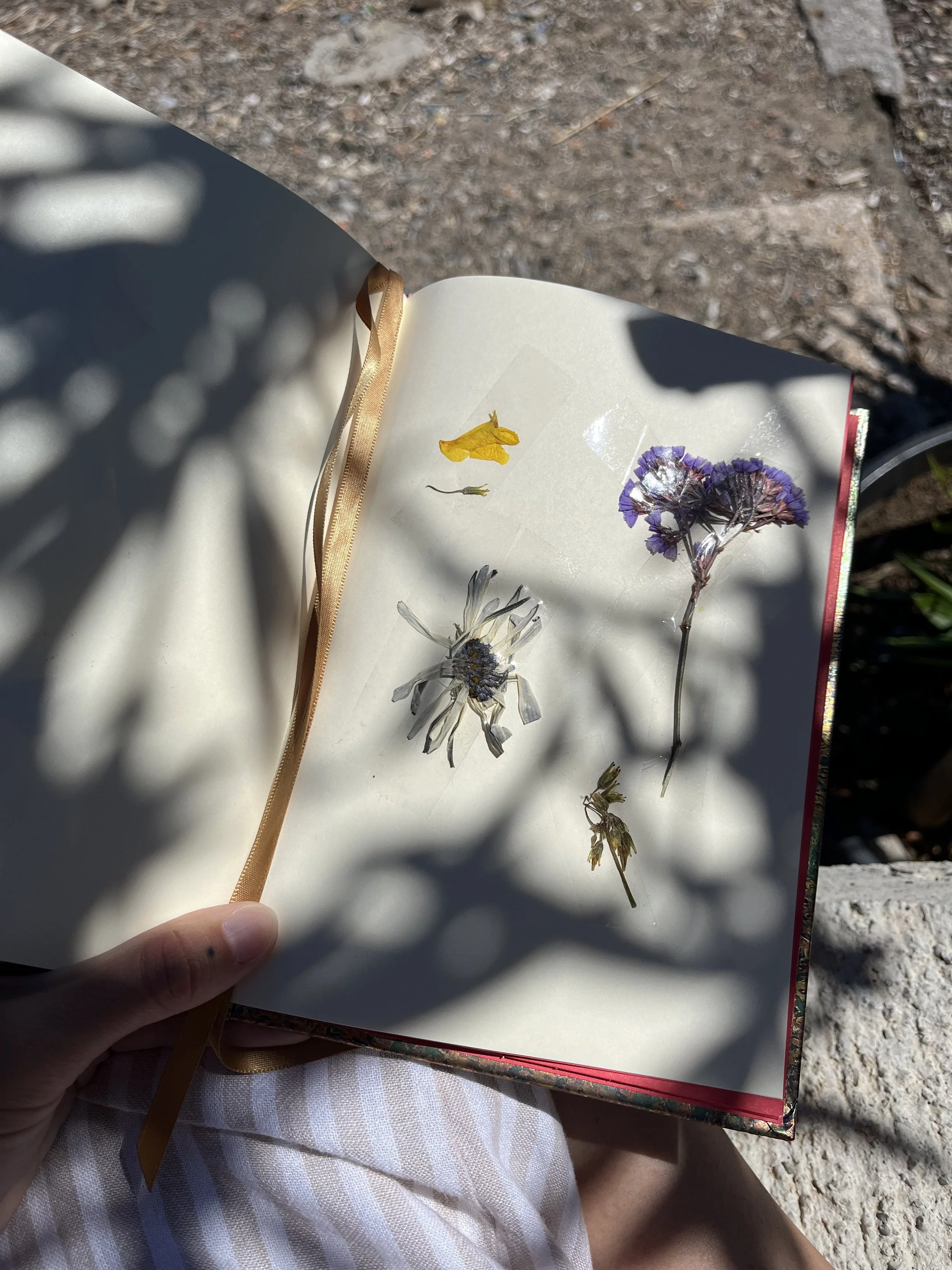 Open notebook with pressed flowers and a small yellow butterfly on the pages, held outdoors with sunlight casting shadows.