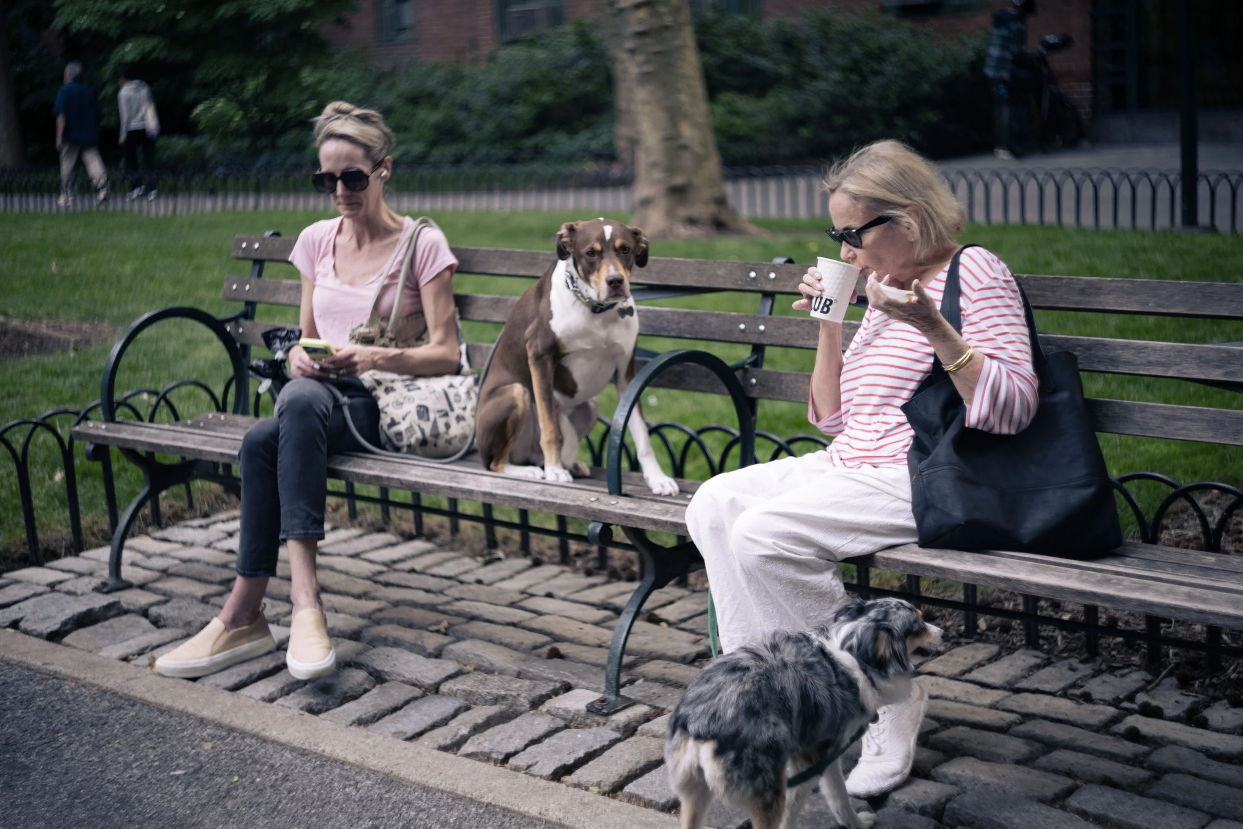 Two women sitting on a park bench with a dog between them. One woman is looking at her phone, the other is drinking from a cup. There is another dog in front of the bench. In the background, two people are walking and a bicycle is leaning against a f
