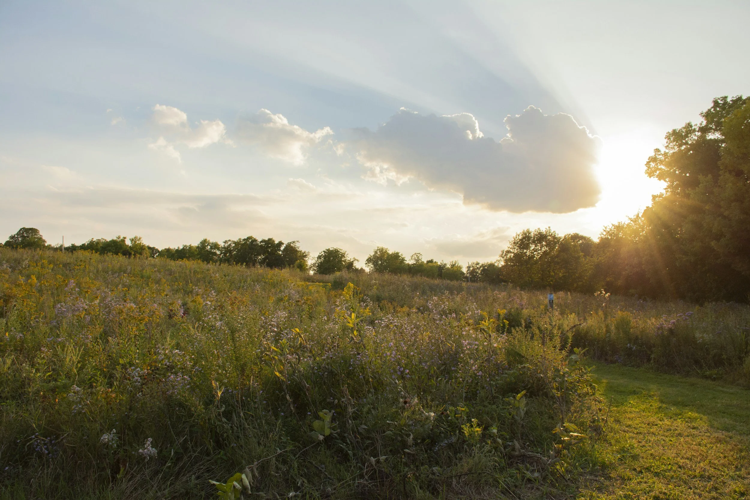 Sunset over a field of wildflowers and trees, with a partly cloudy sky and sun rays